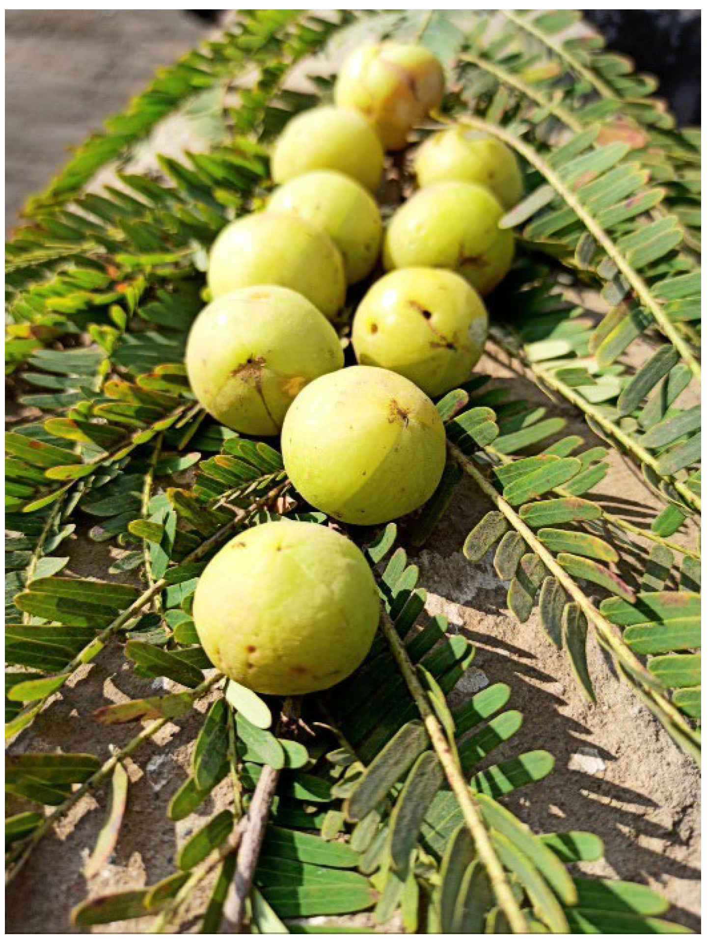 Preprints 150493 g006