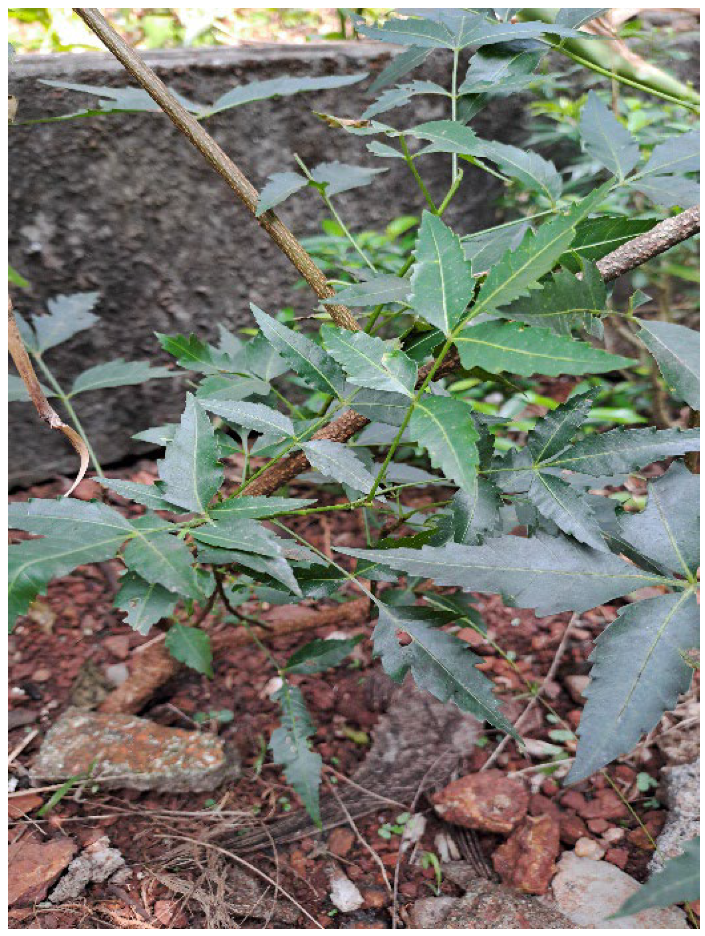 Preprints 150493 g007