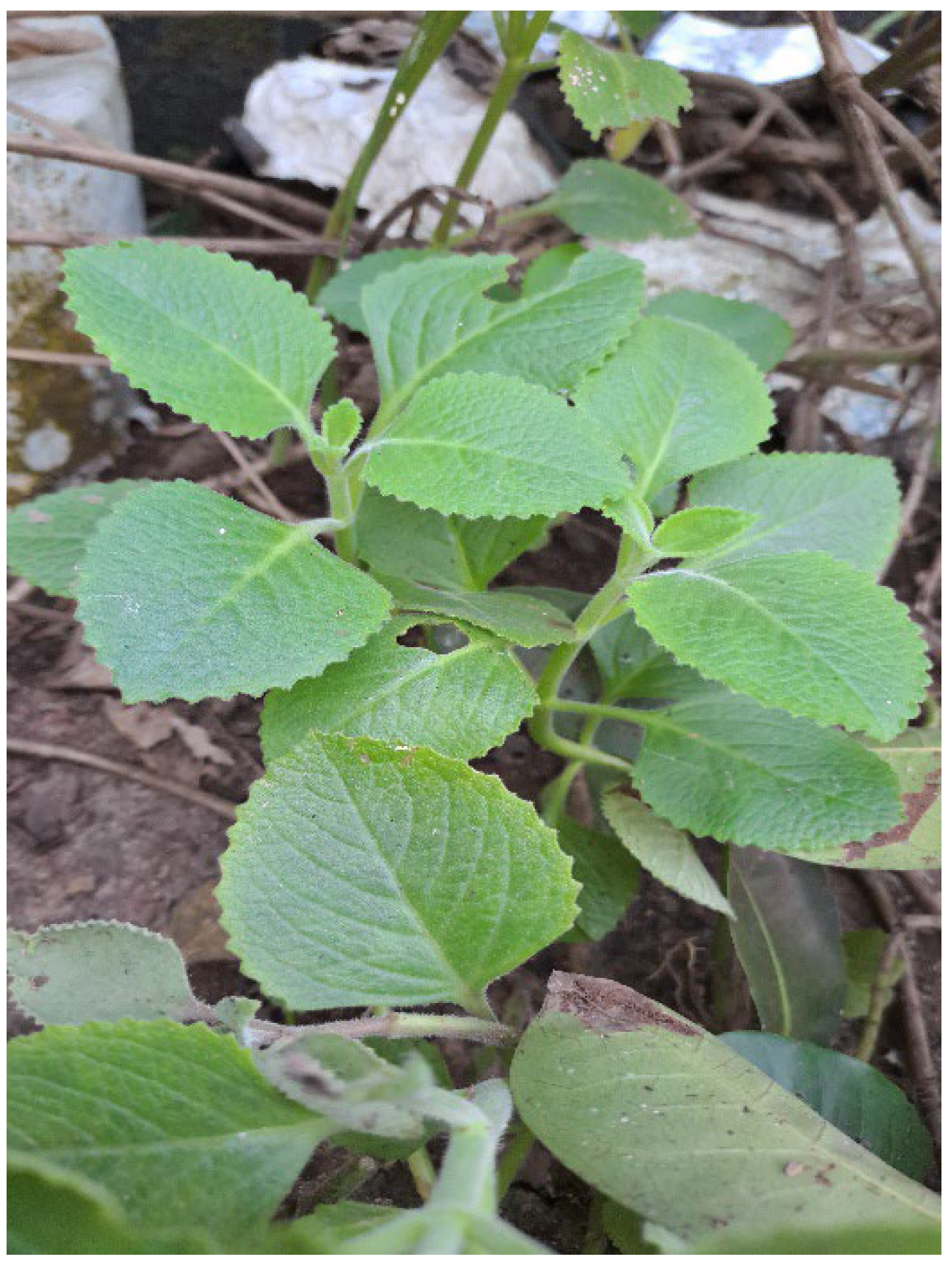 Preprints 150493 g008