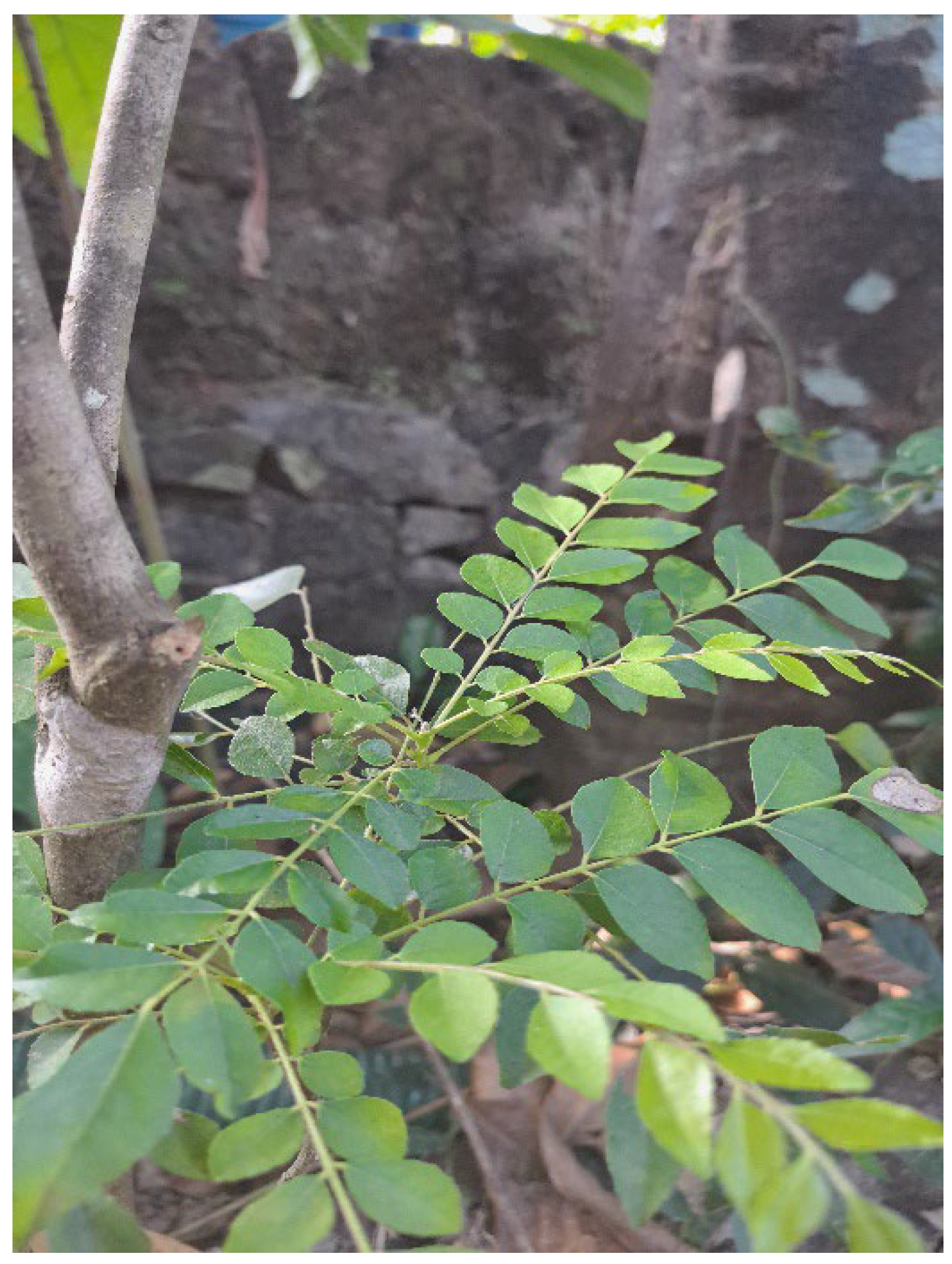 Preprints 150493 g009