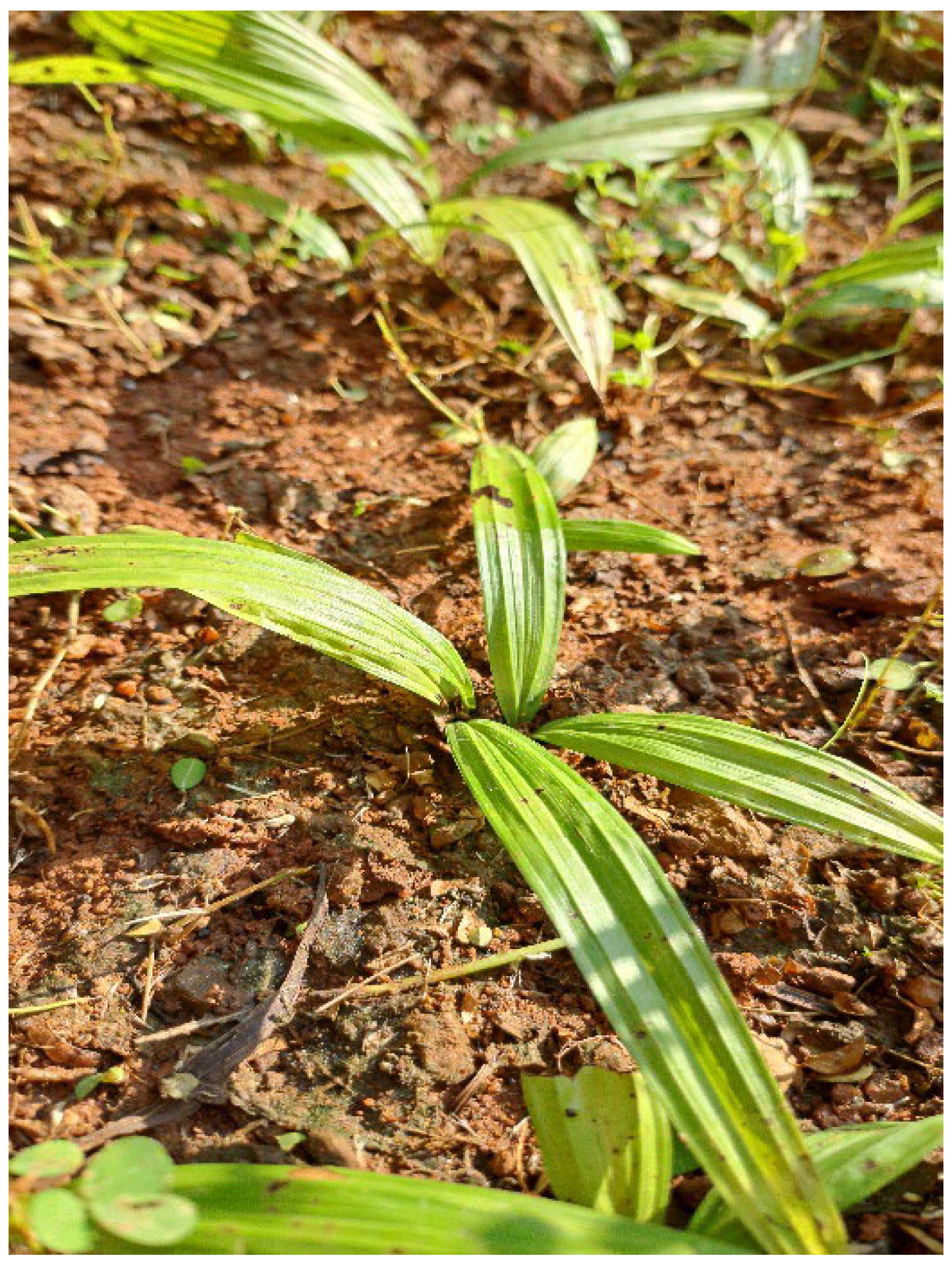 Preprints 150493 g010