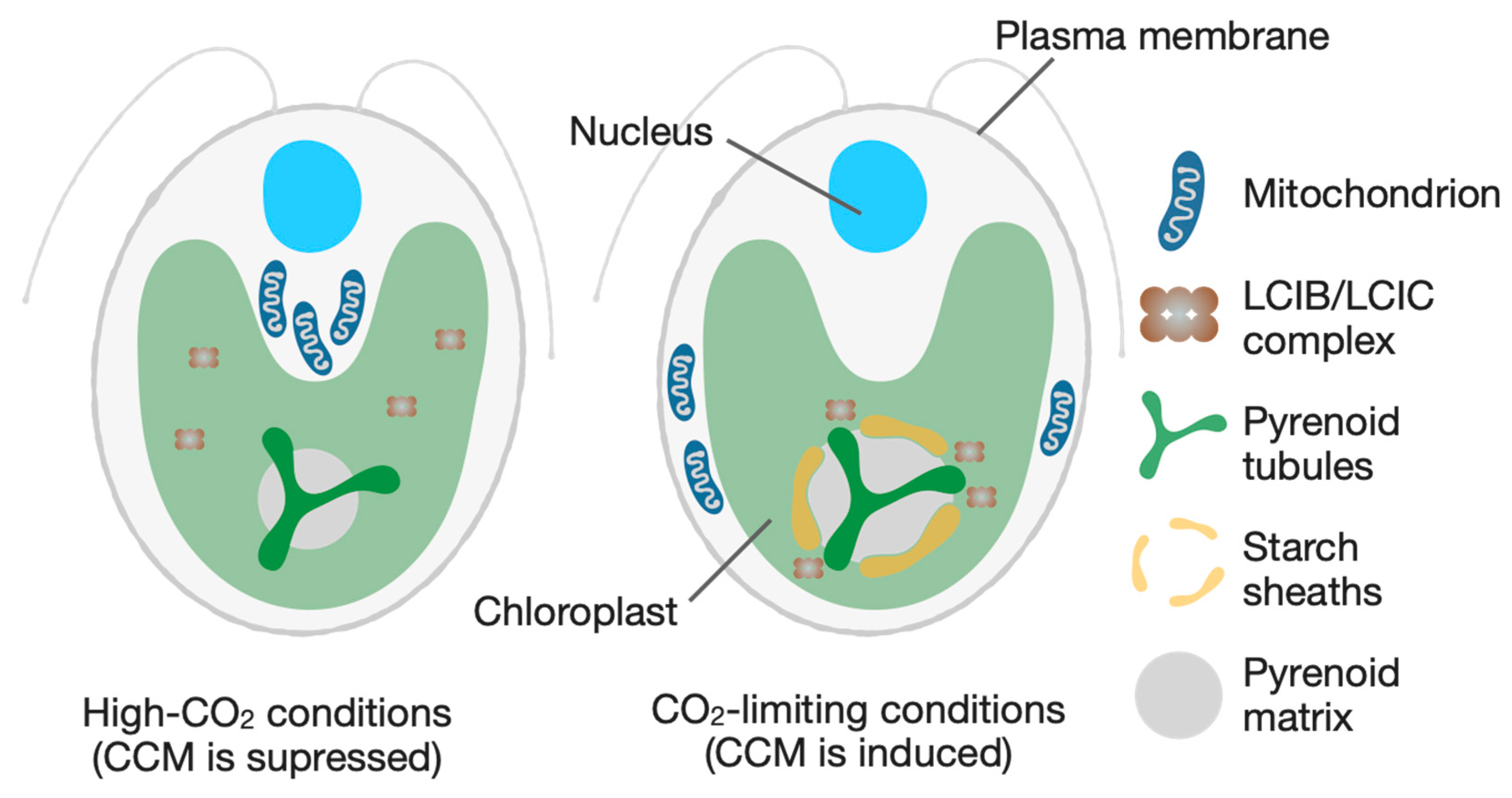 Preprints 172650 g002