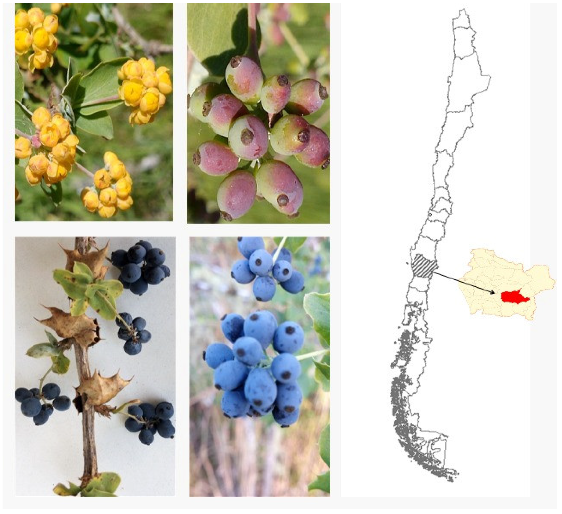 Preprints 189864 g001