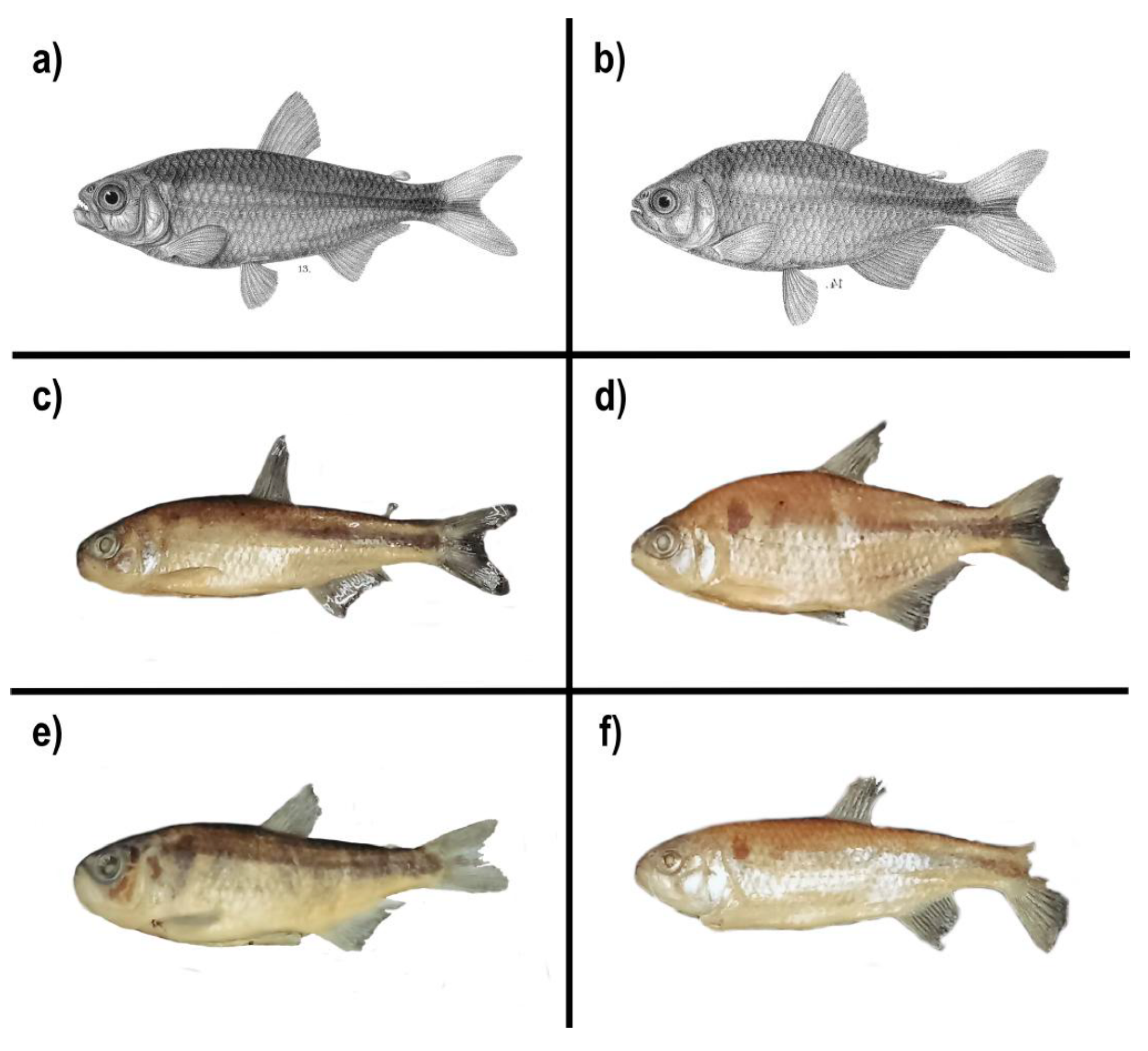 Preprints 183057 g002