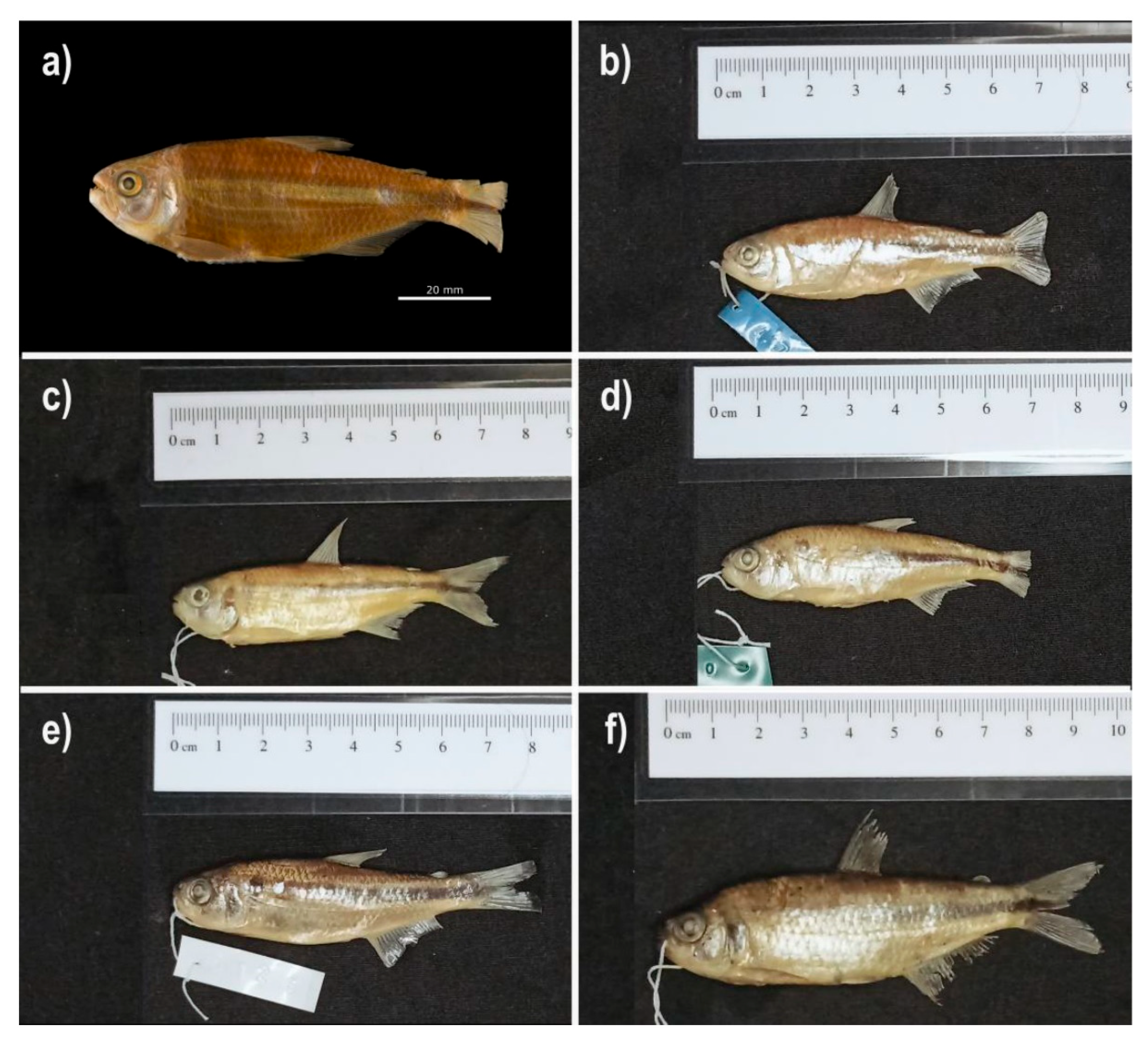 Preprints 183057 g006
