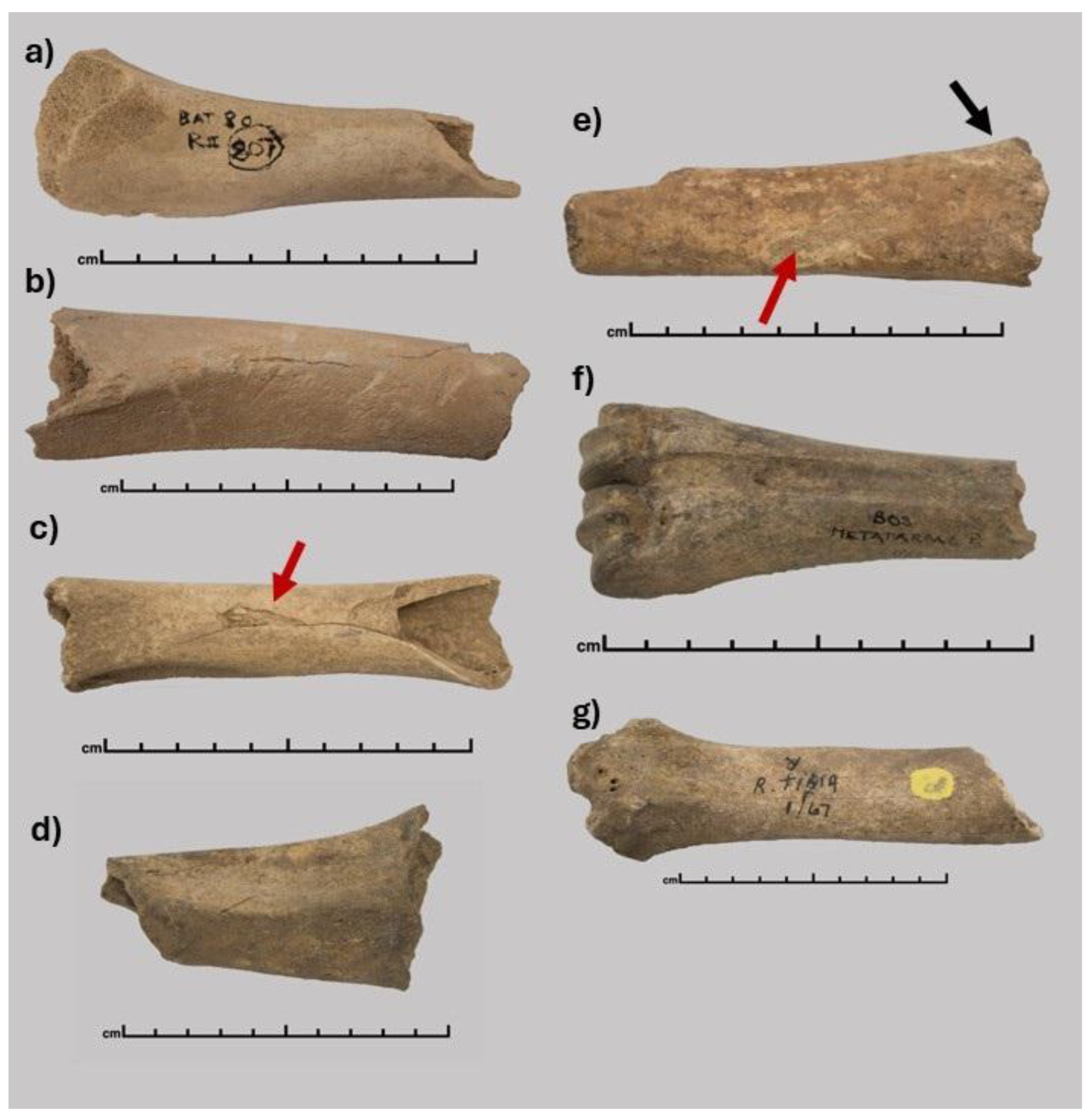Preprints 171394 g002