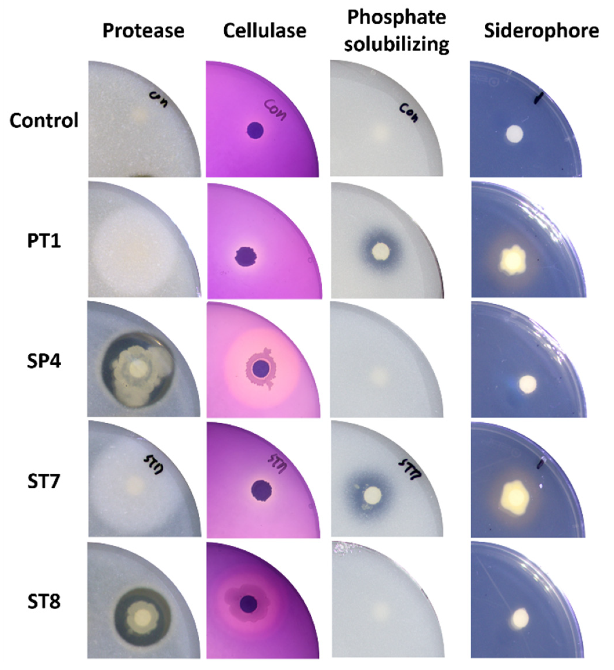 Preprints 74006 g005