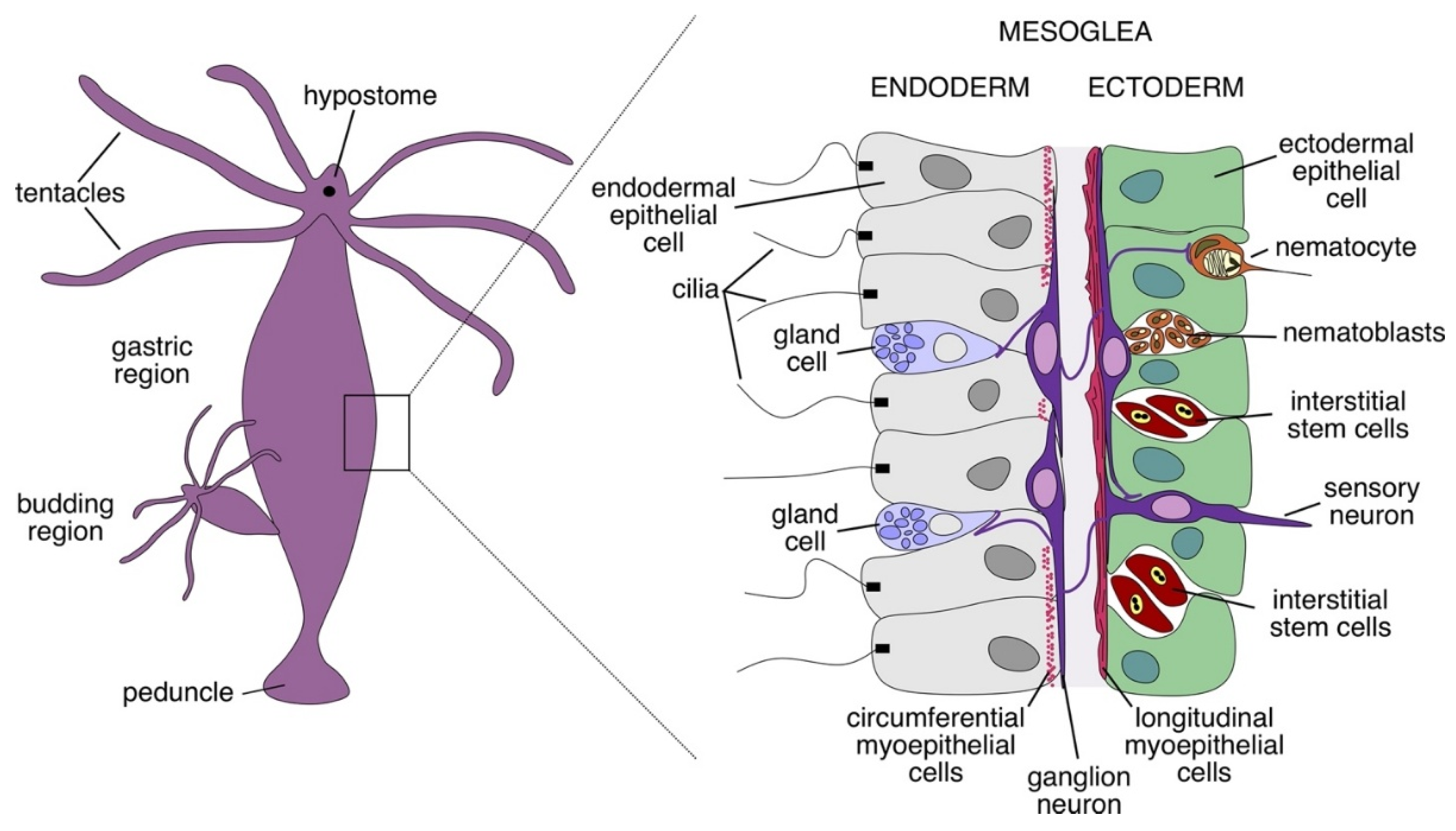 Preprints 197965 g001