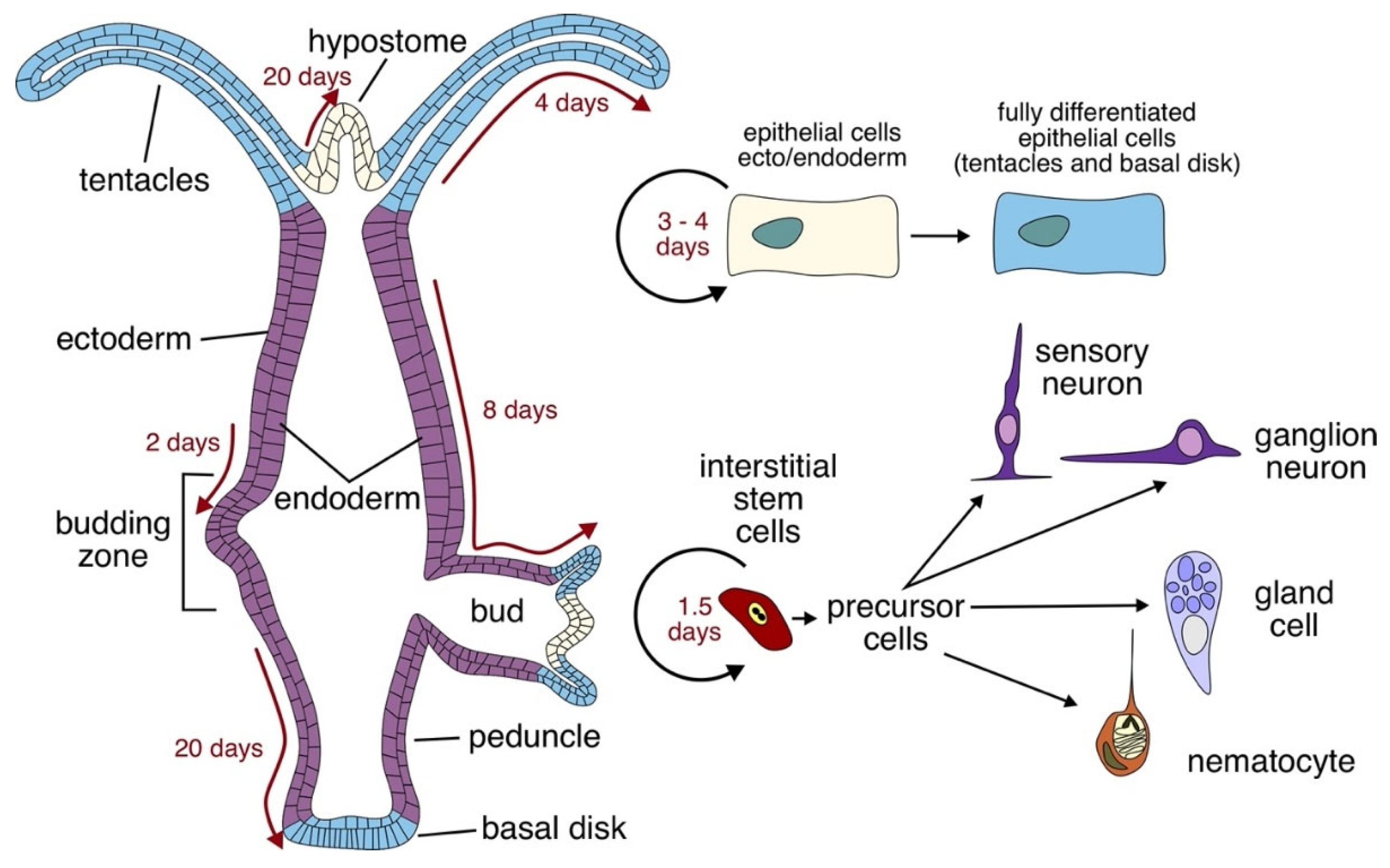 Preprints 197965 g002