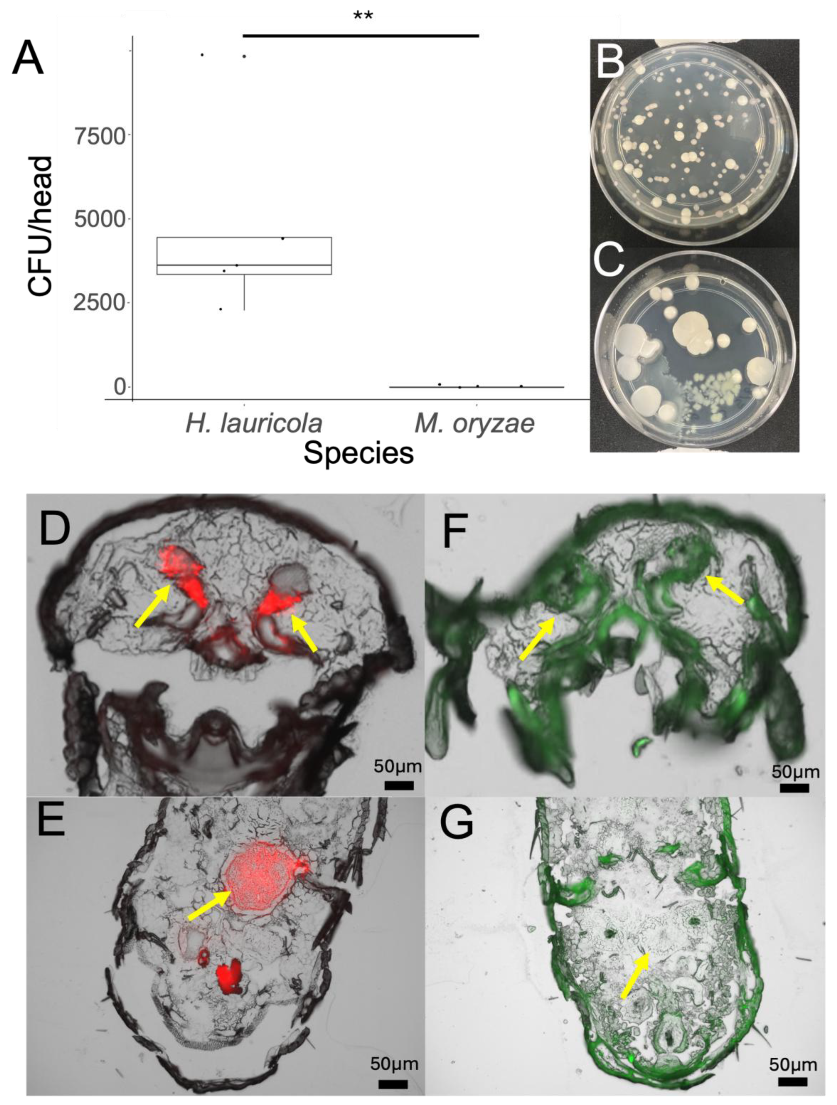 Preprints 147916 g002