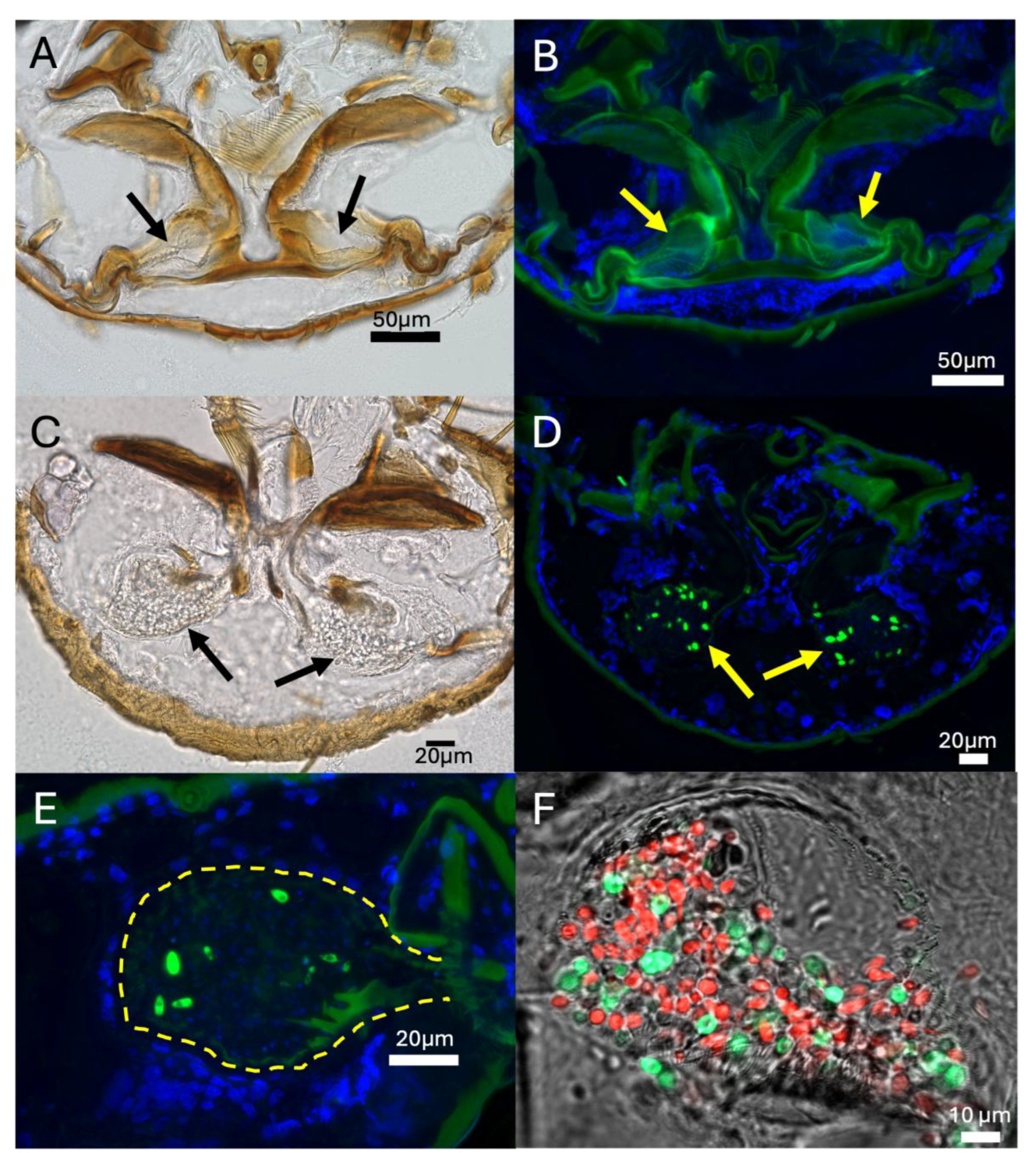 Preprints 147916 g007