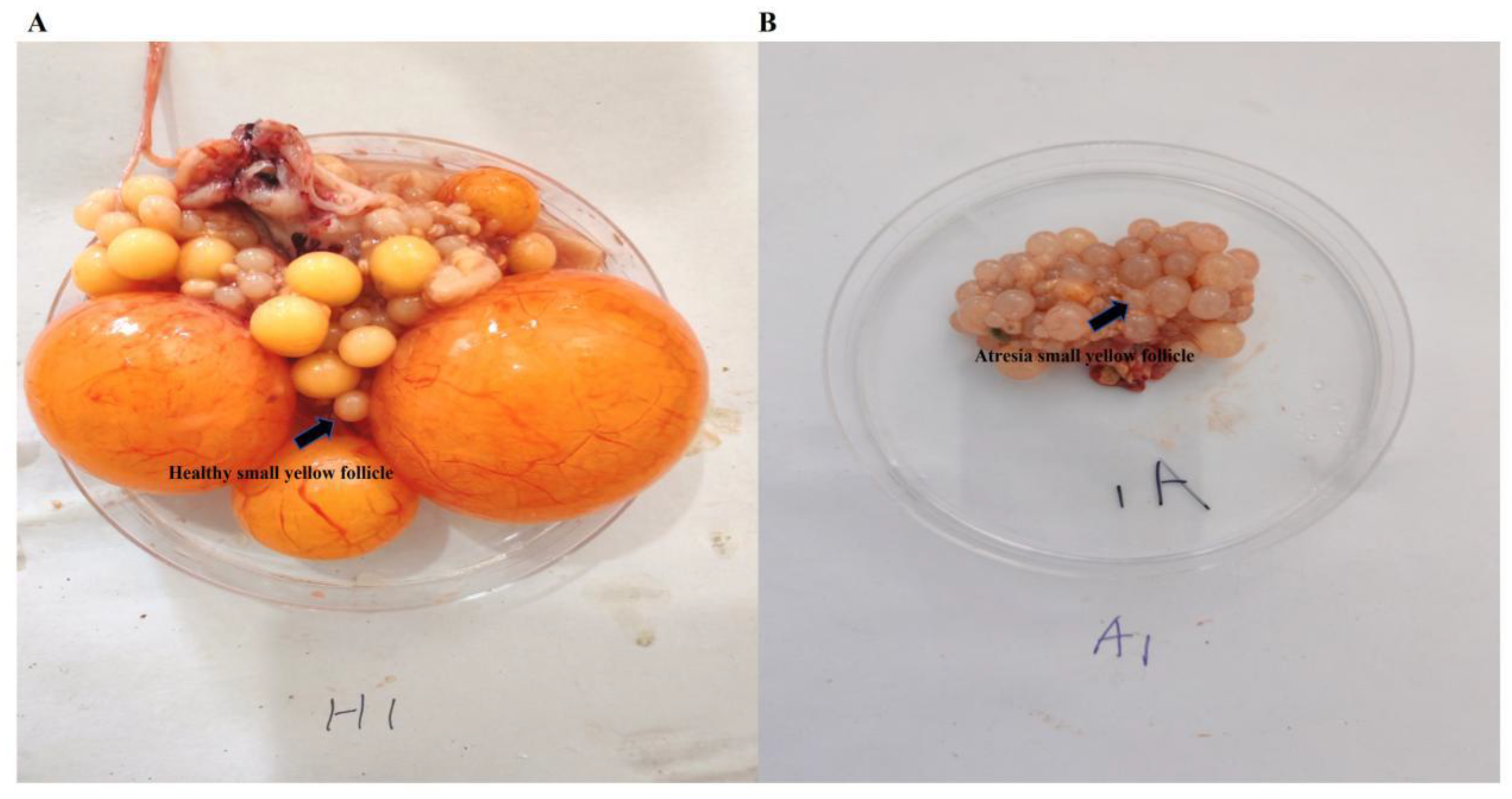 Preprints 213476 g001