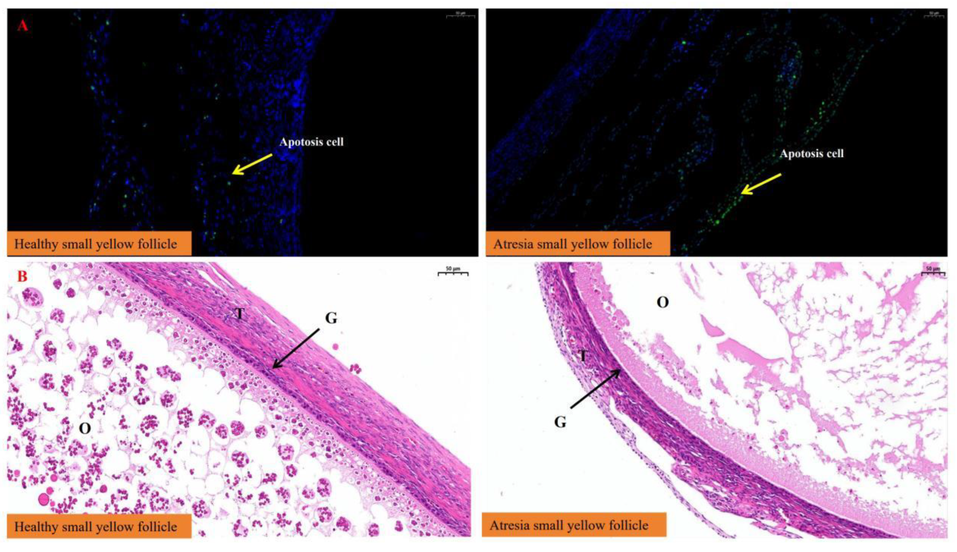 Preprints 213476 g003