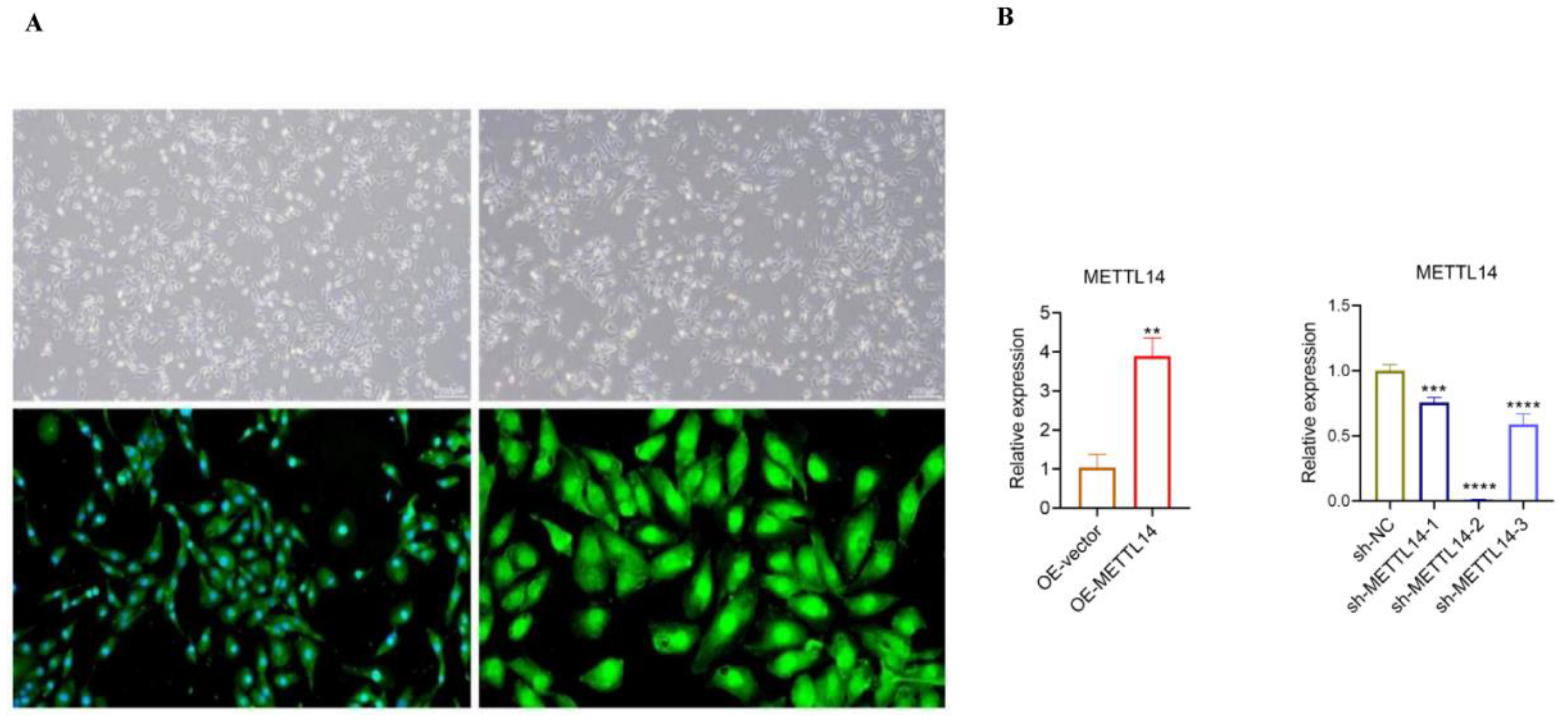 Preprints 213476 g012