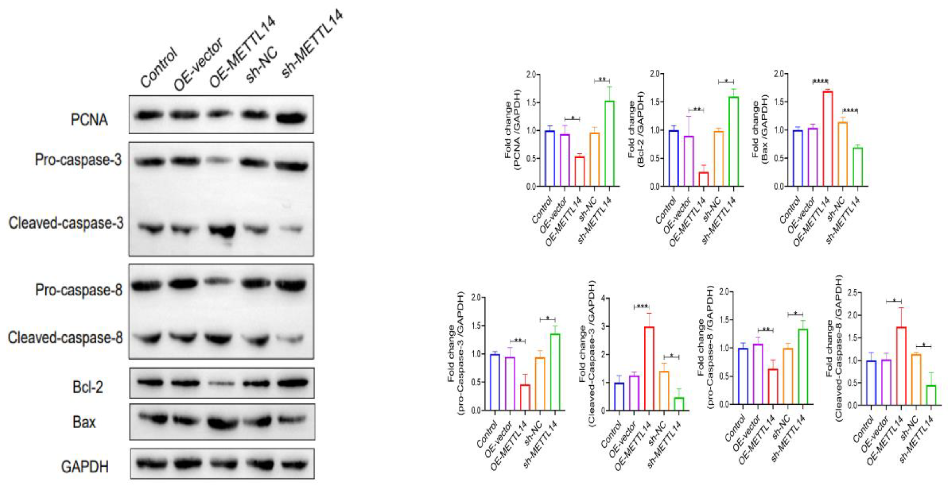 Preprints 213476 g015