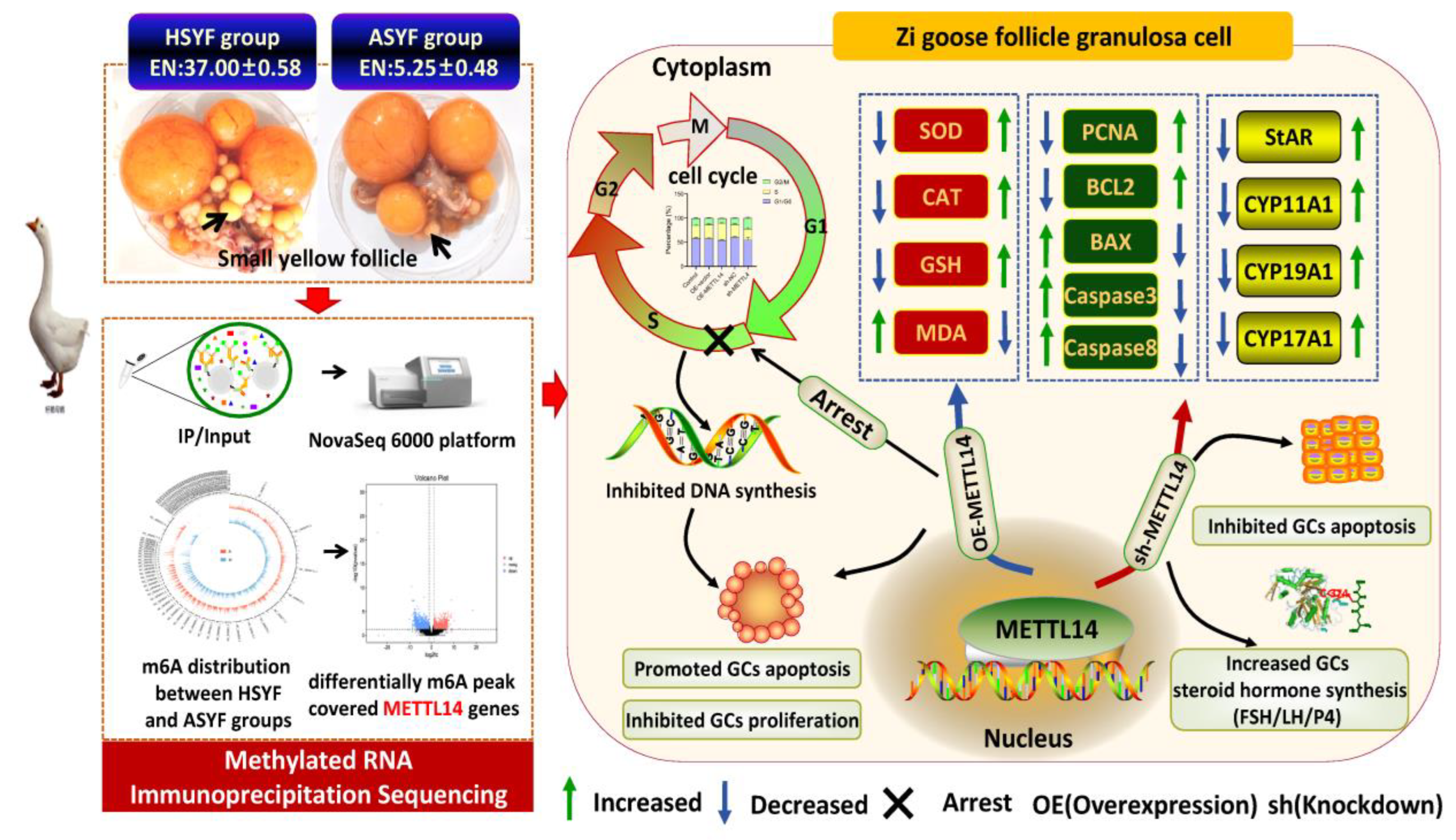 Preprints 213476 g019