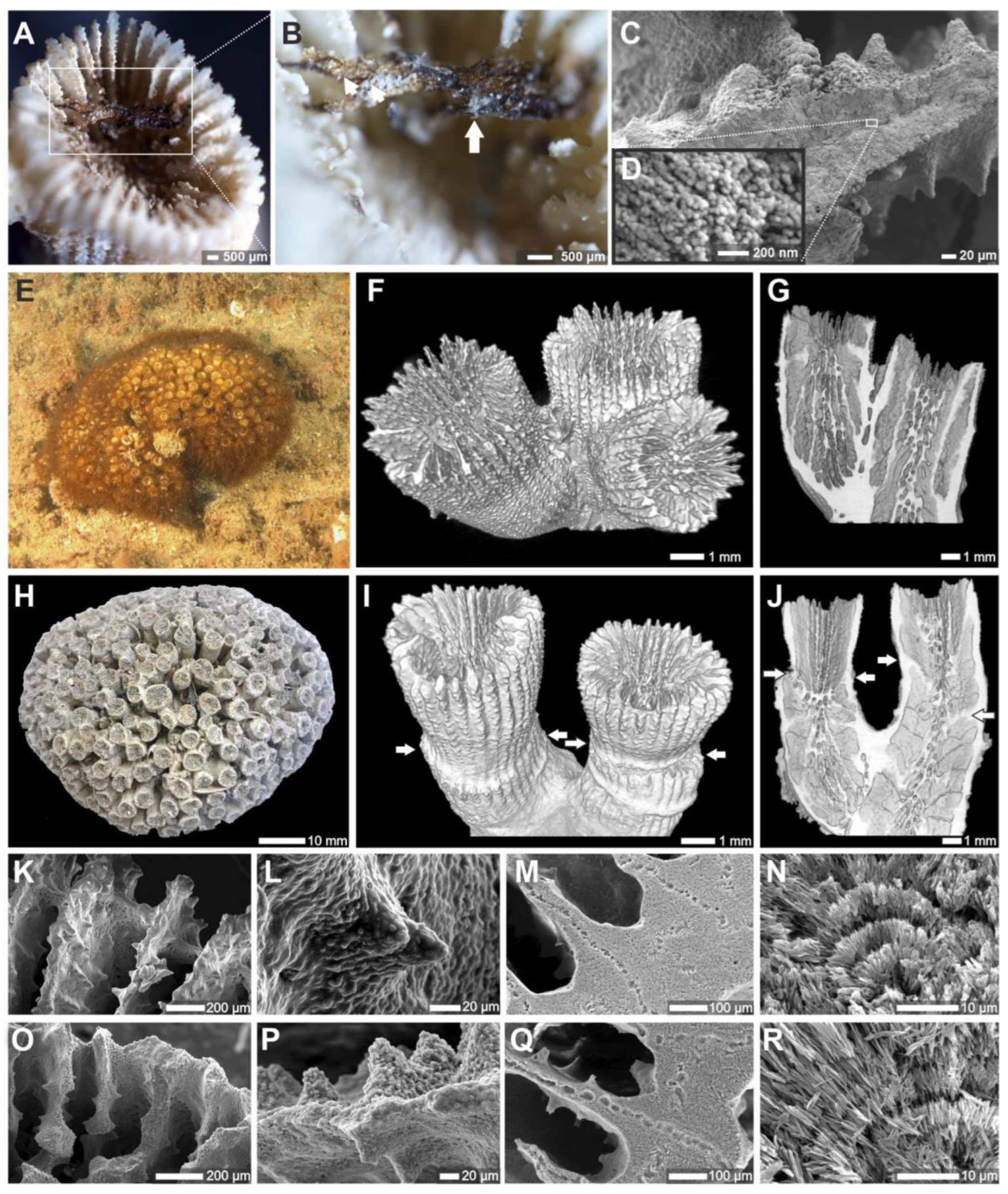 Preprints 168140 g002