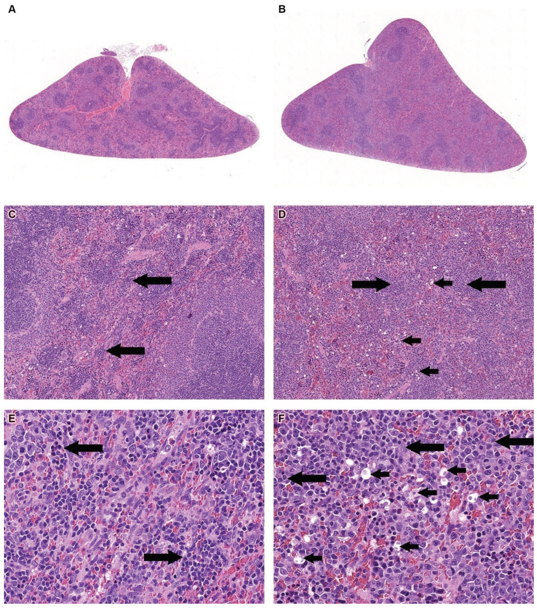 Preprints 100254 g001