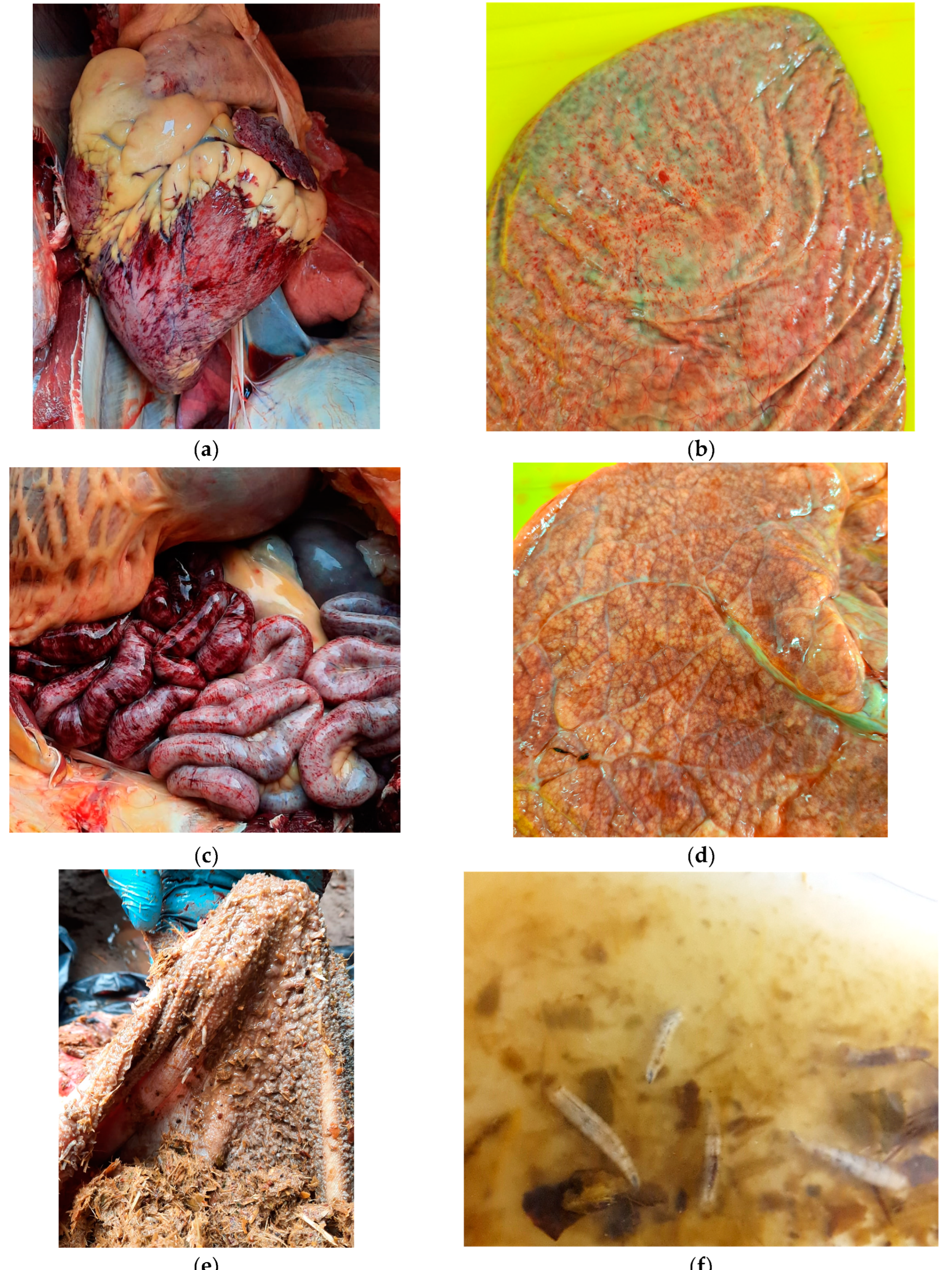 Preprints 151479 g004
