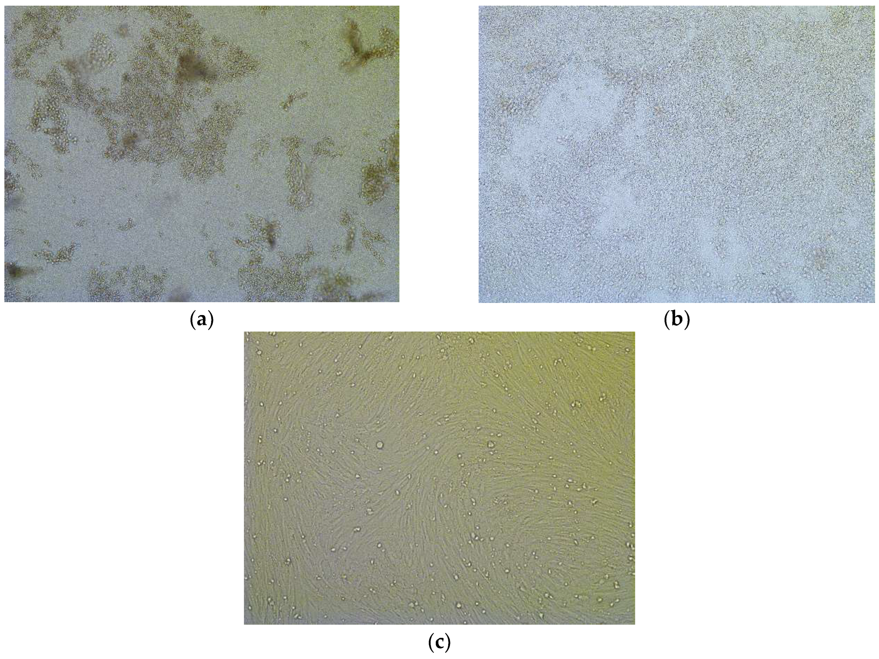 Preprints 151479 g006