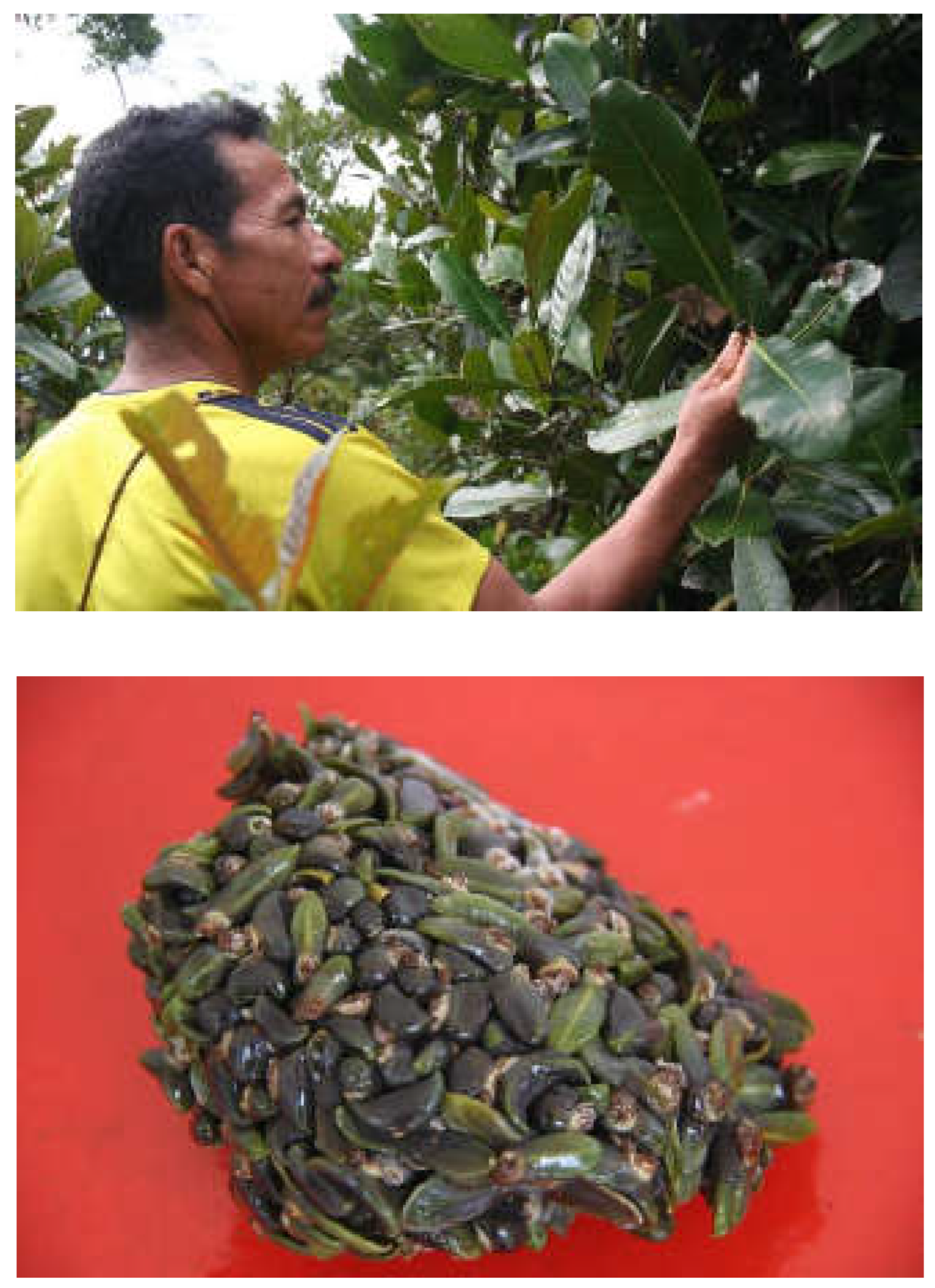 Preprints 110478 g014