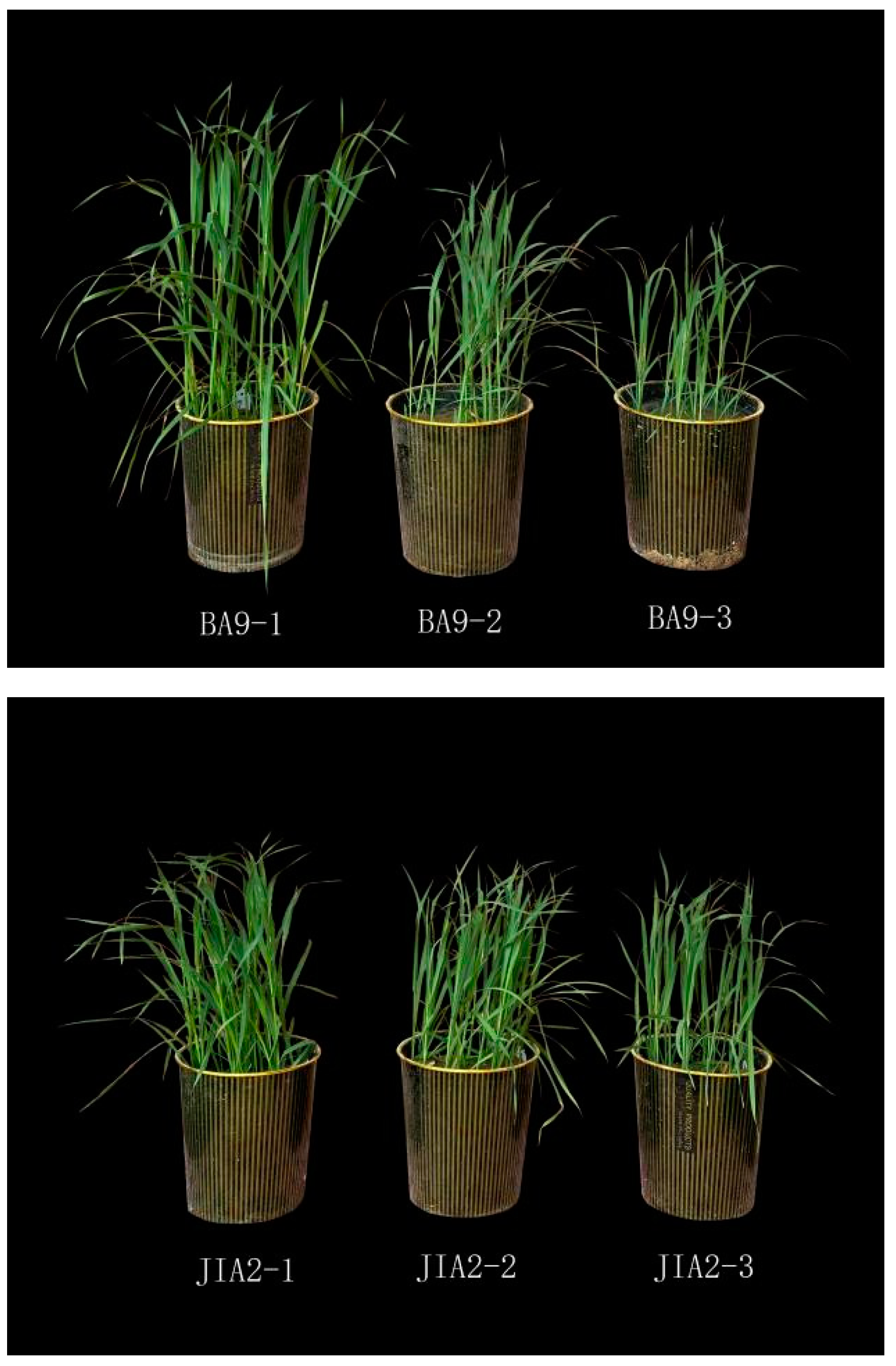 Preprints 146517 g001