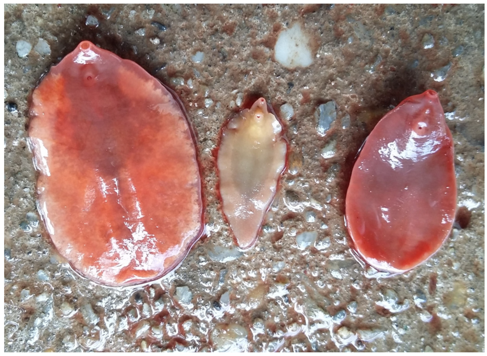 Preprints 83480 g001