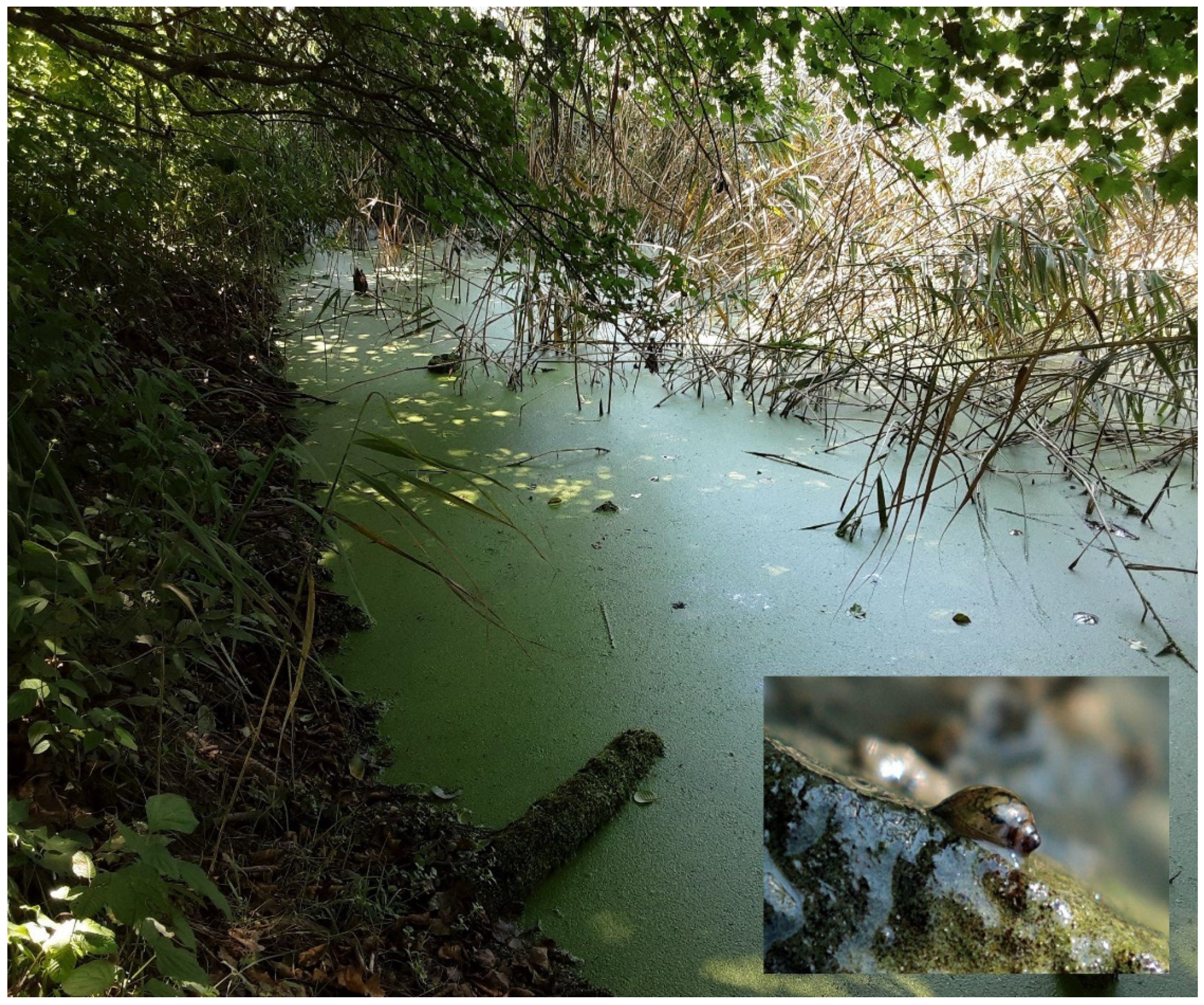 Preprints 83480 g002