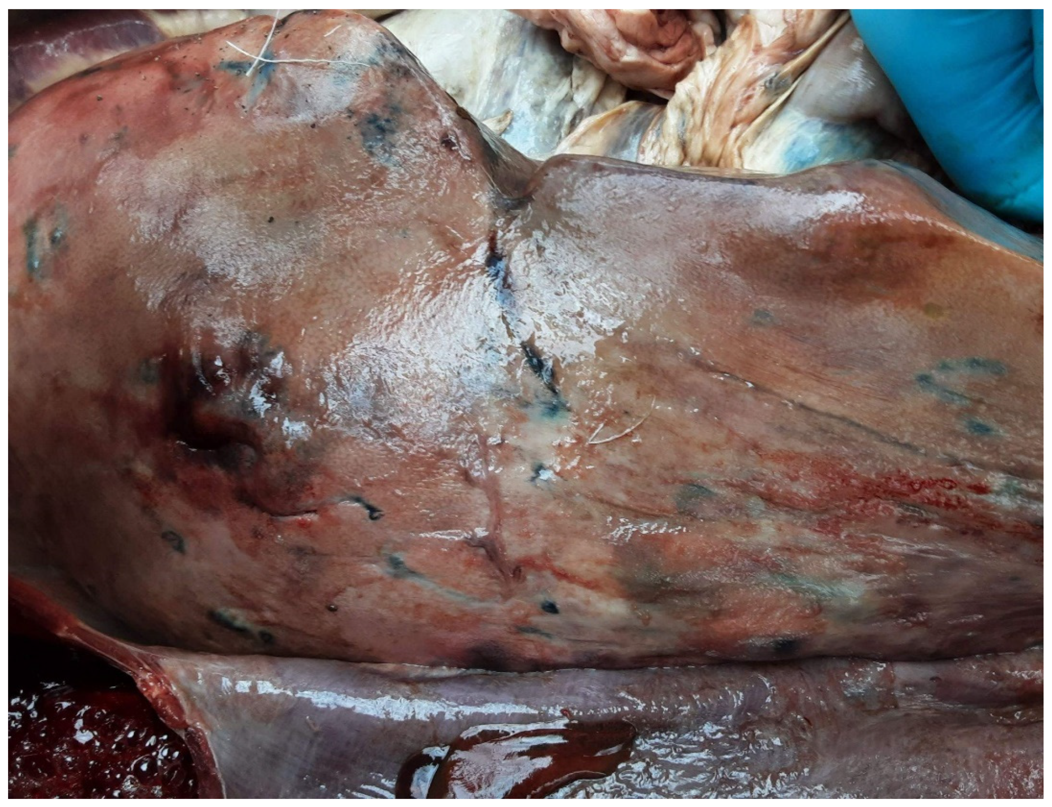 Preprints 83480 g003