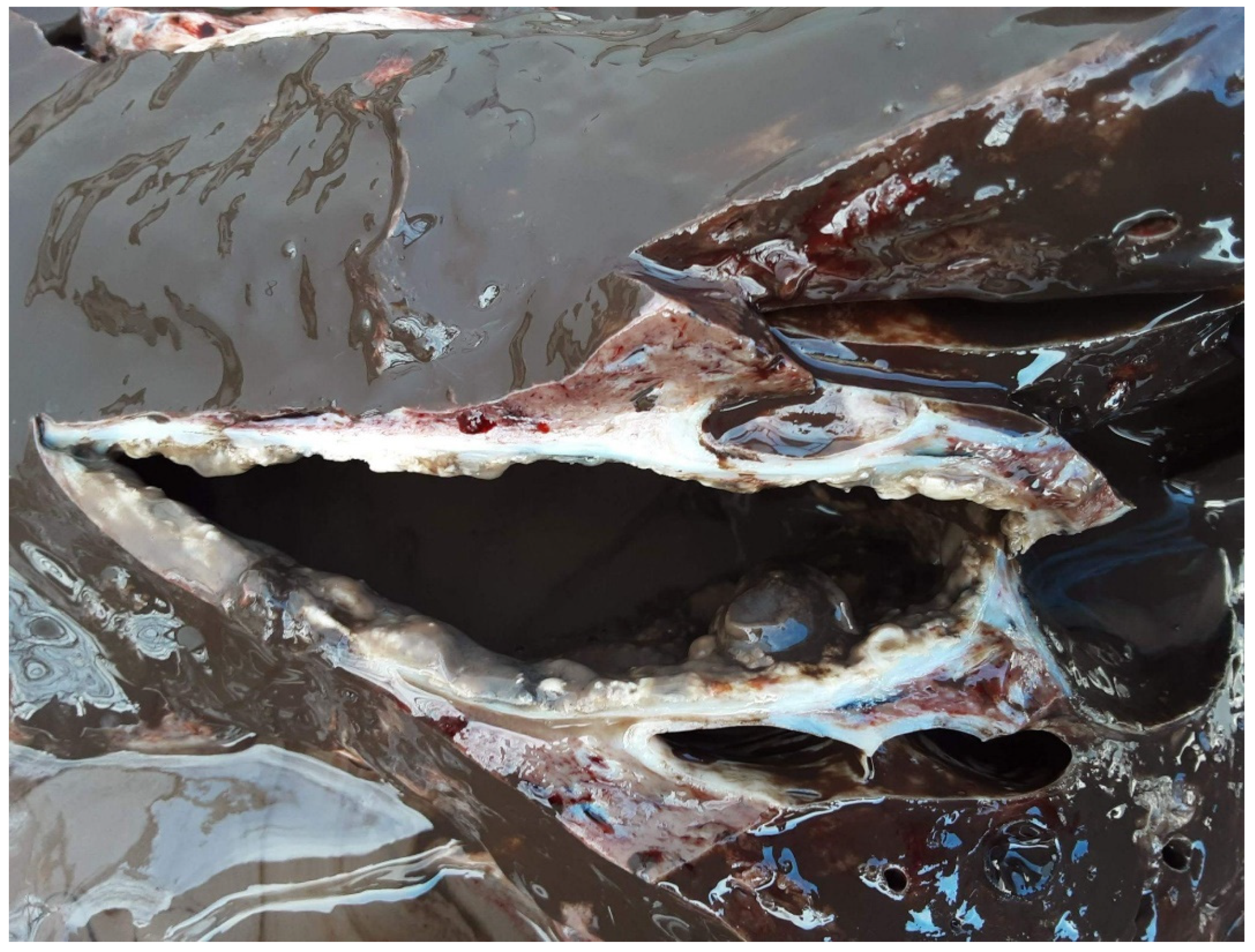 Preprints 83480 g004