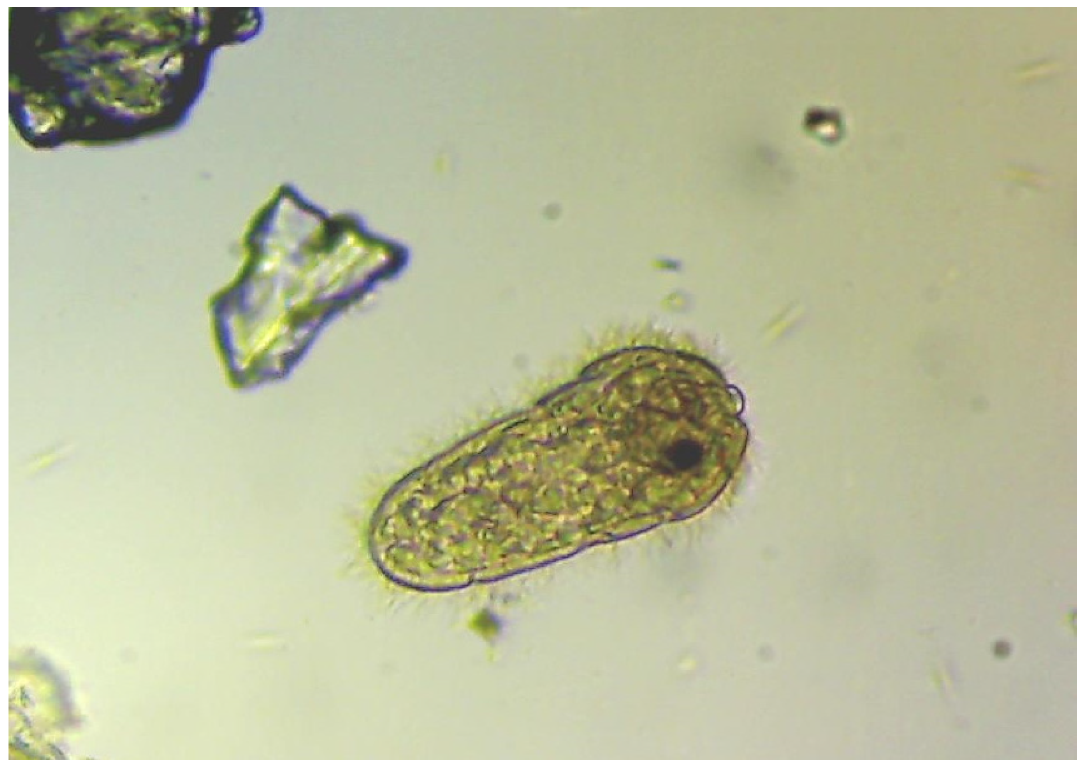 Preprints 83480 g005