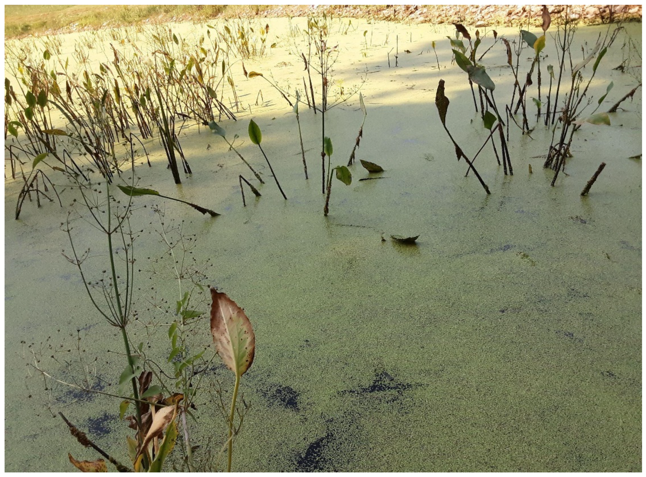 Preprints 83480 g006