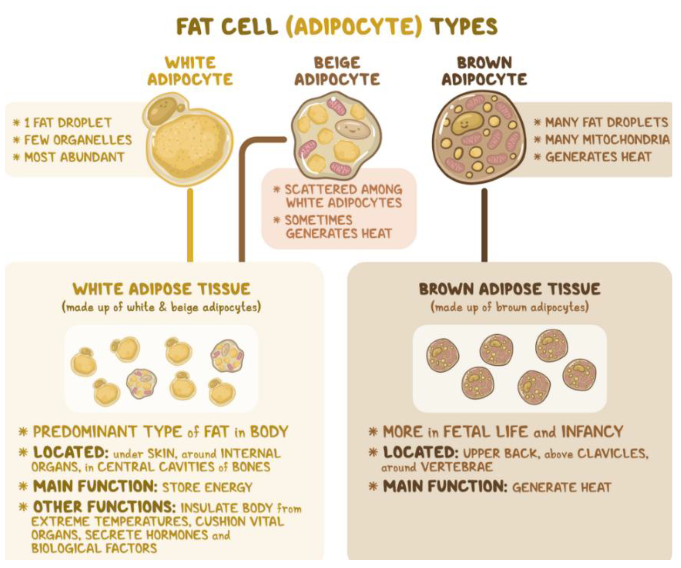 Preprints 152516 g001