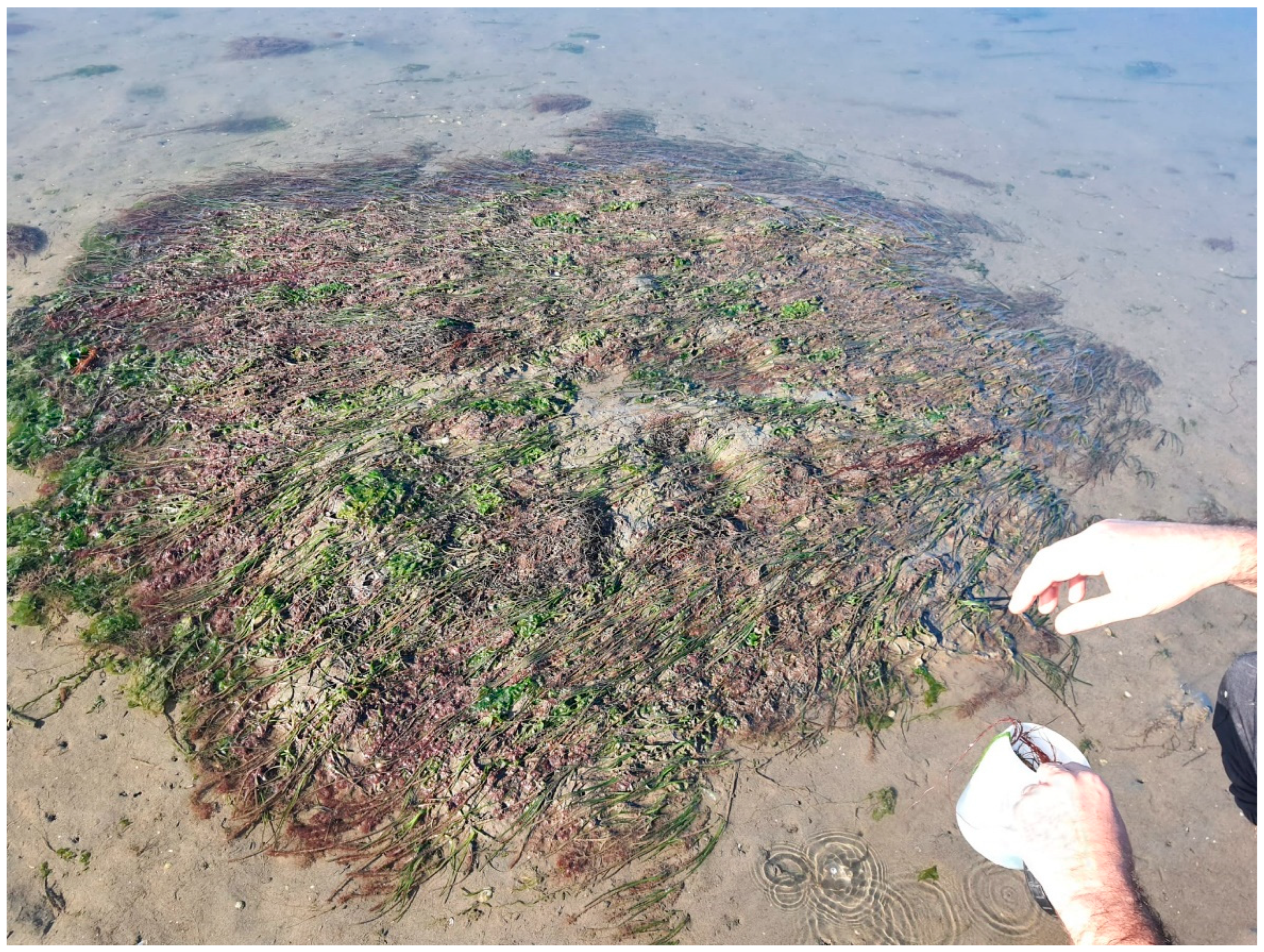 Preprints 144706 g011