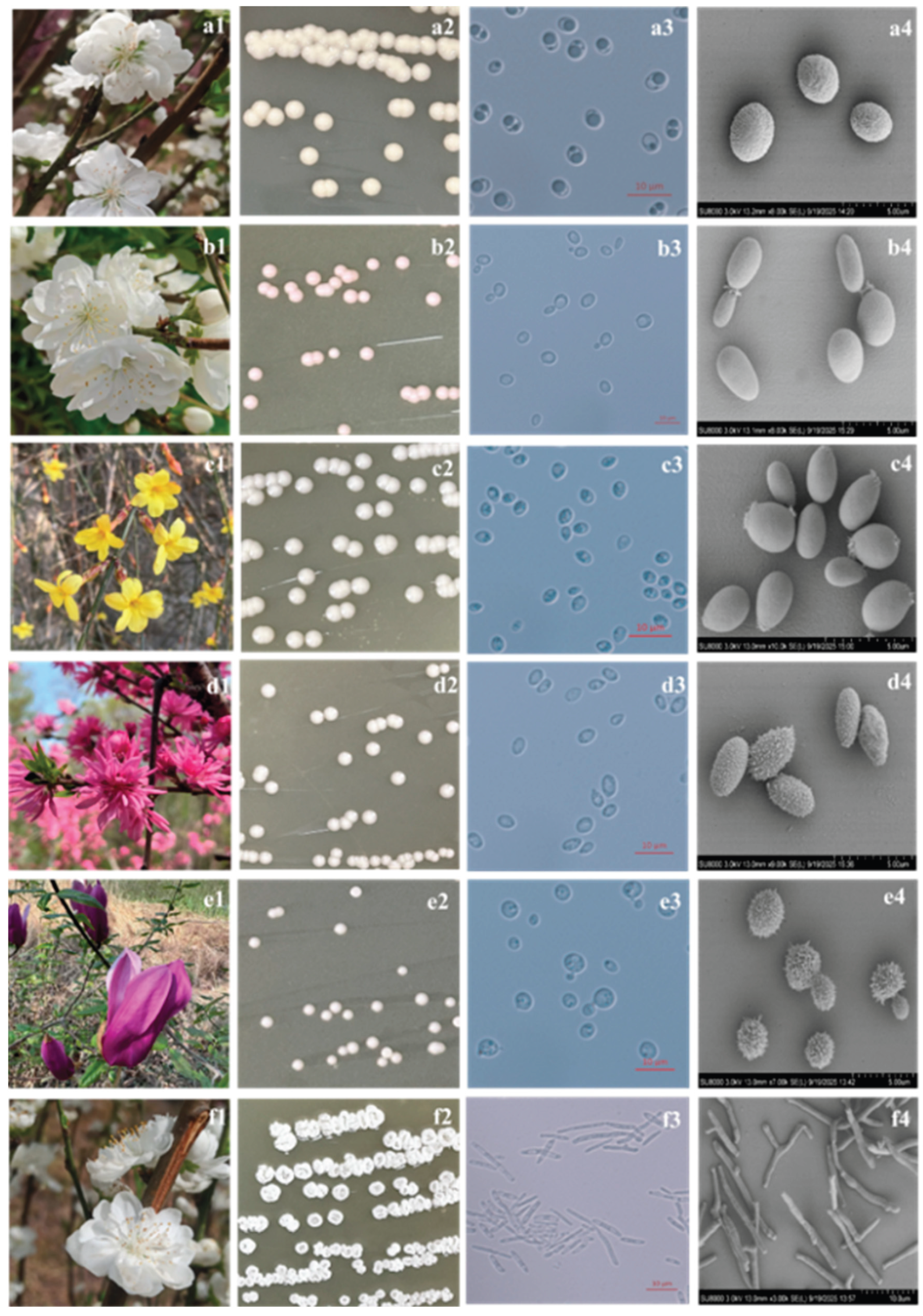Taxonomic Identification of Two New Genera and Four New Species of