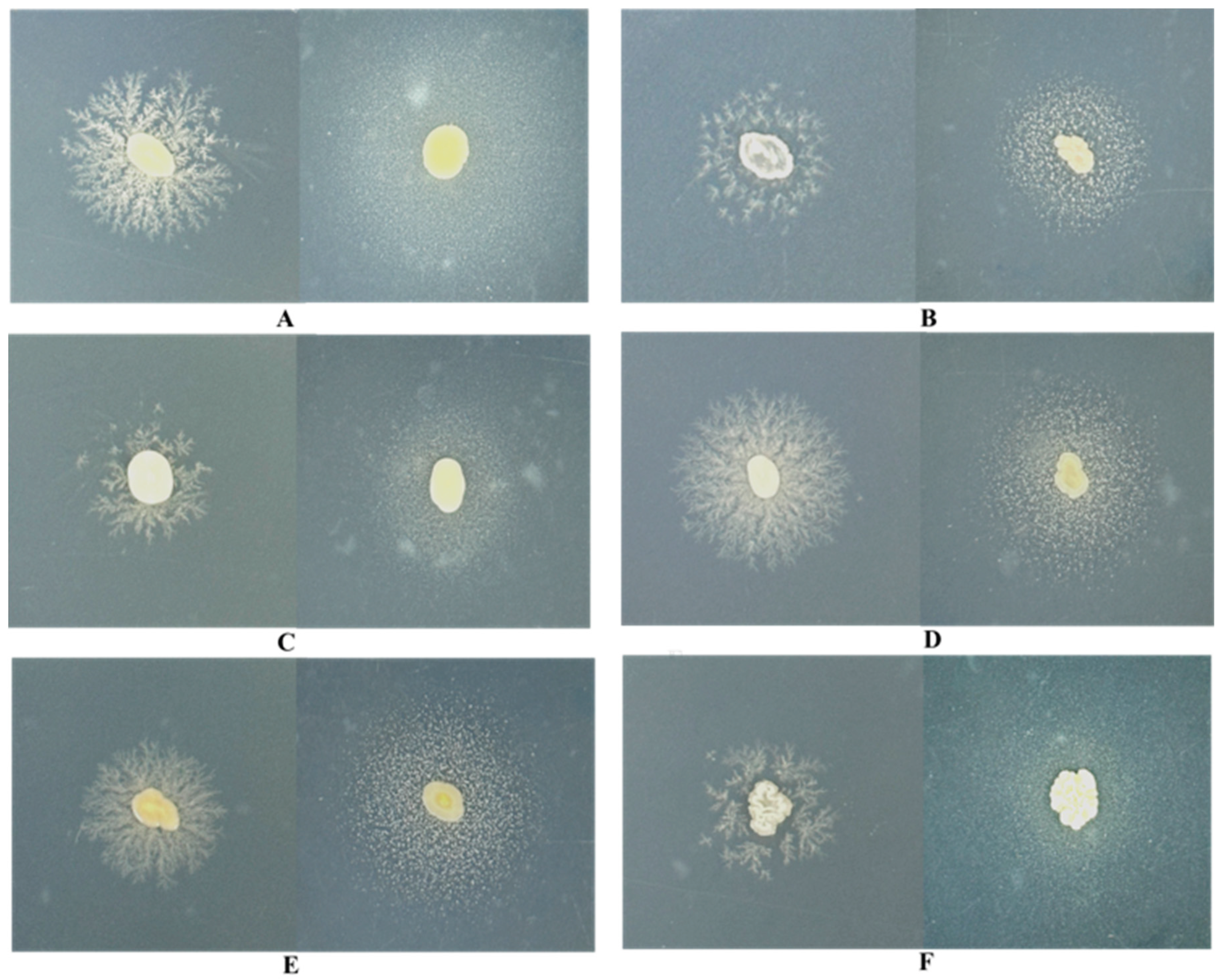 オーガニック Taxonomic Identification of Two New Genera and Four New Species of