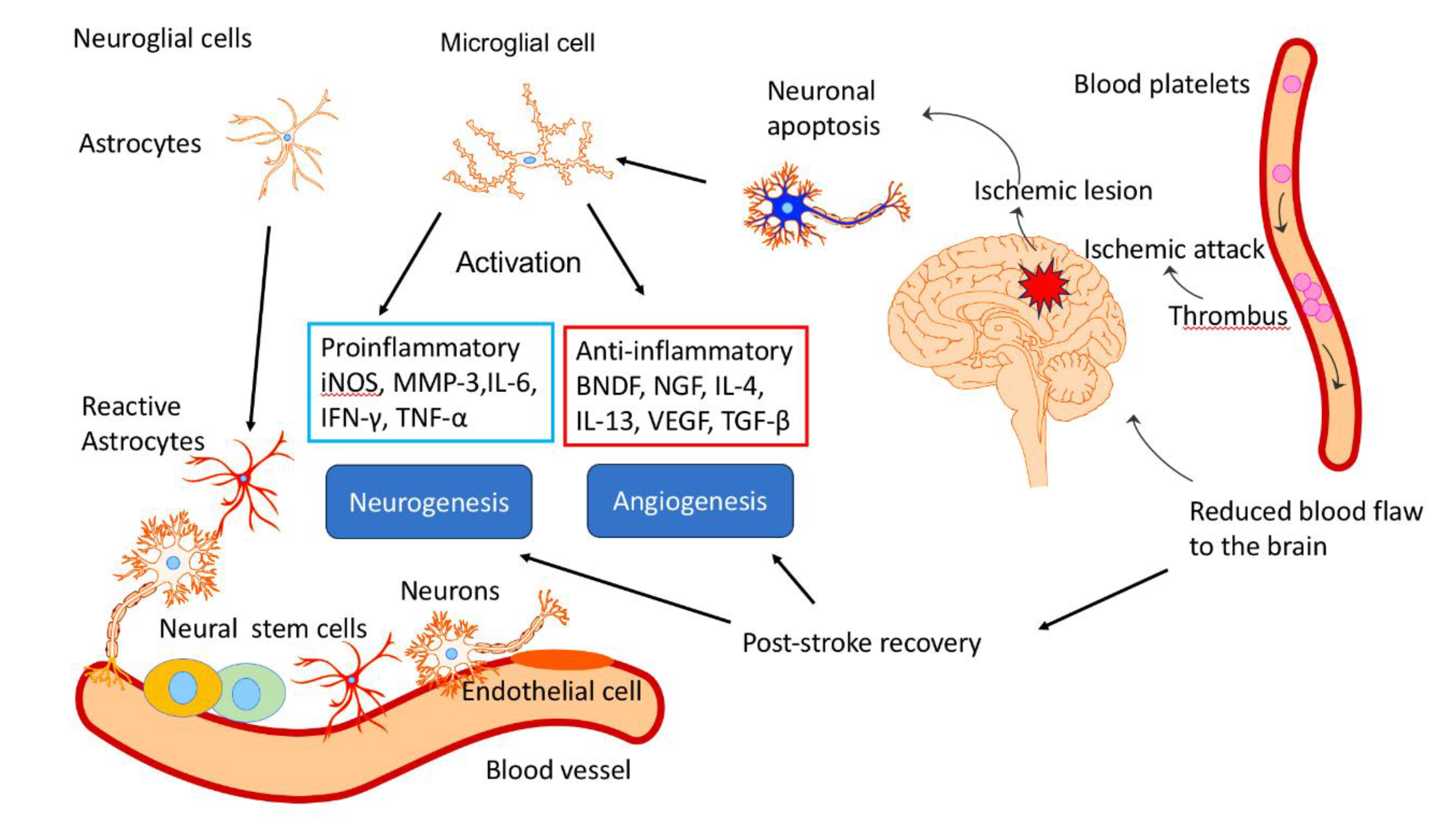 Preprints 147352 g017