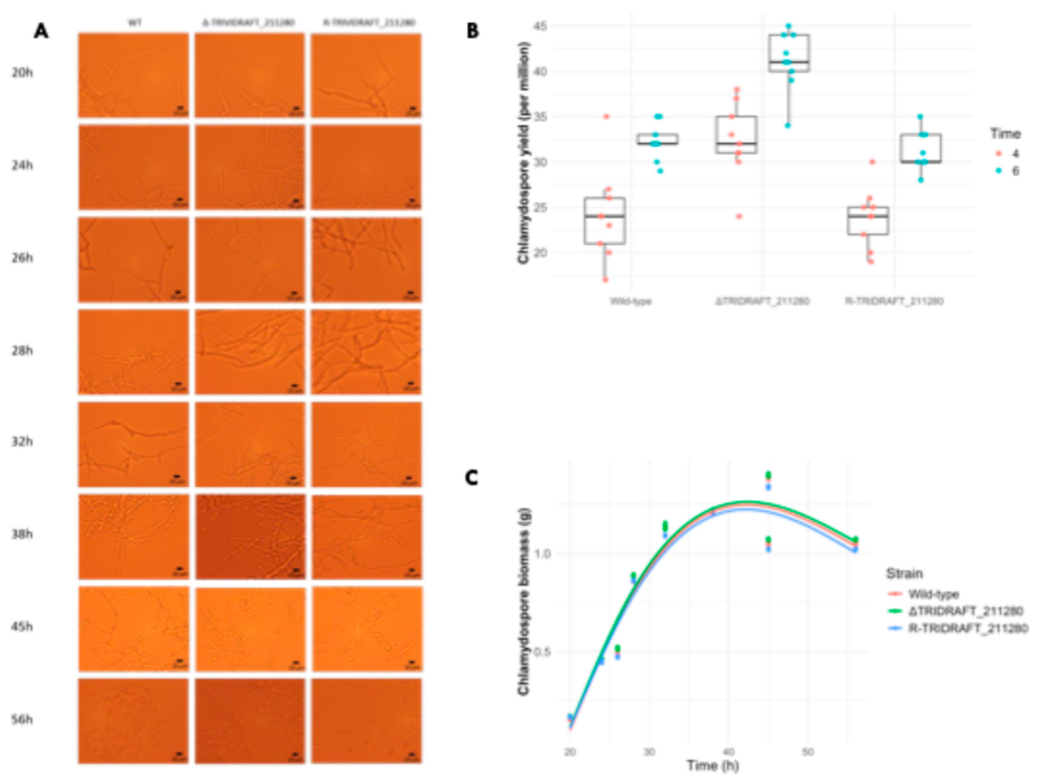 Preprints 225204 g003 Preprints 225204 g003