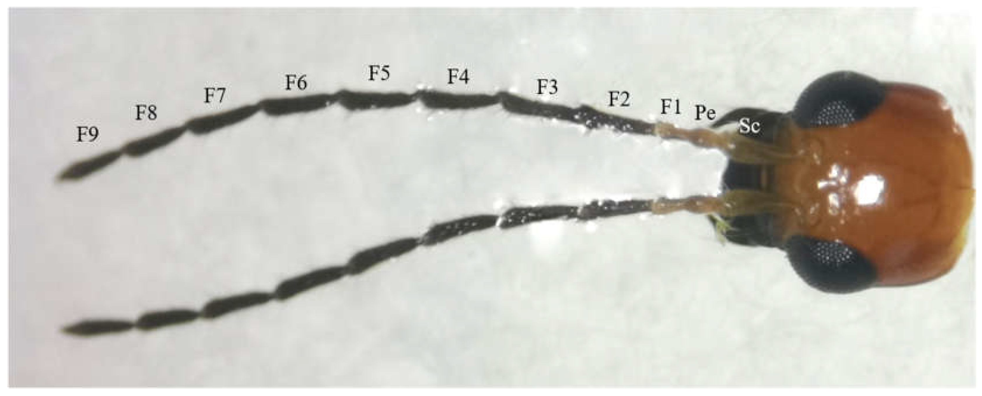 Preprints 155699 g001