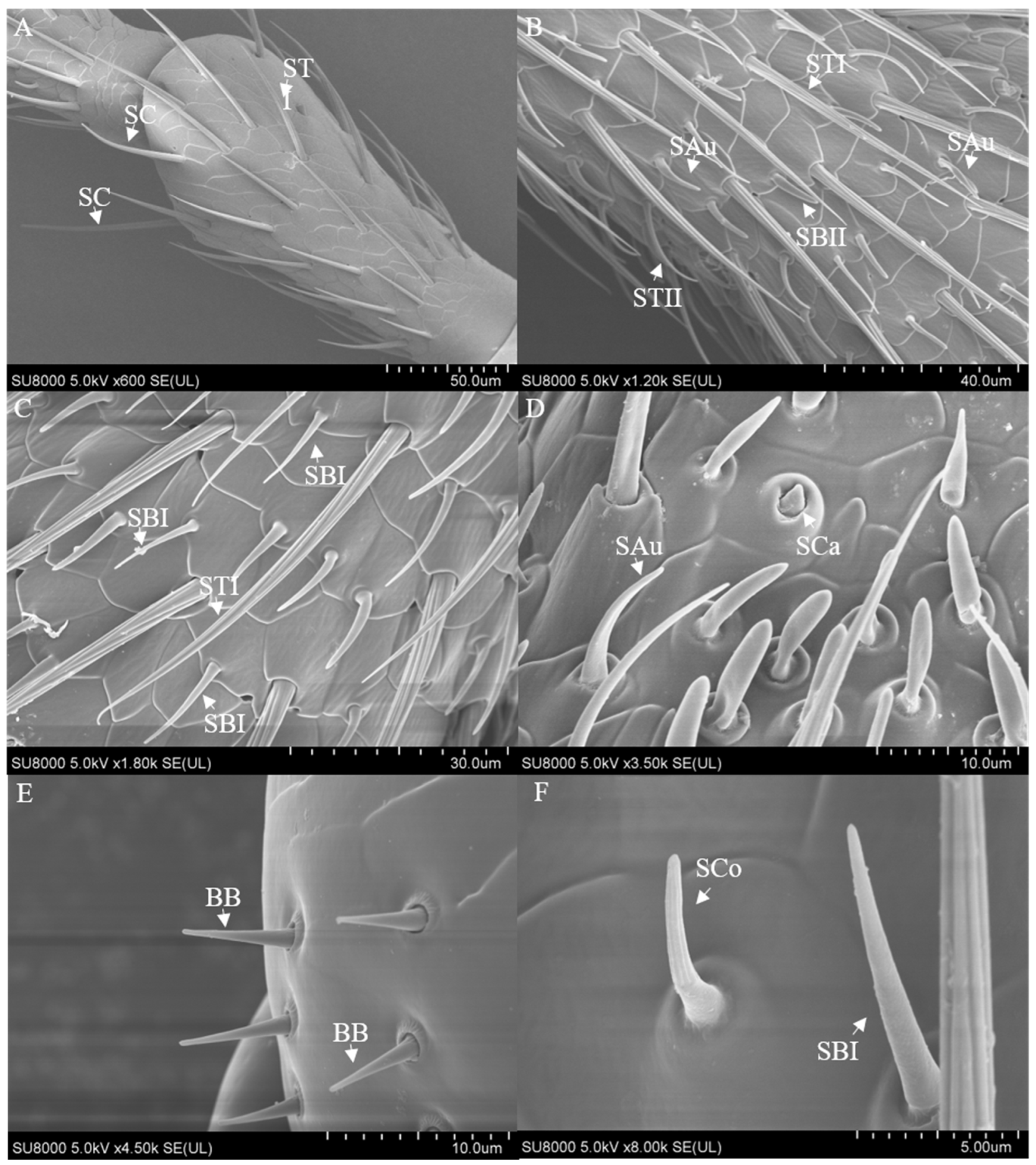 Preprints 155699 g002