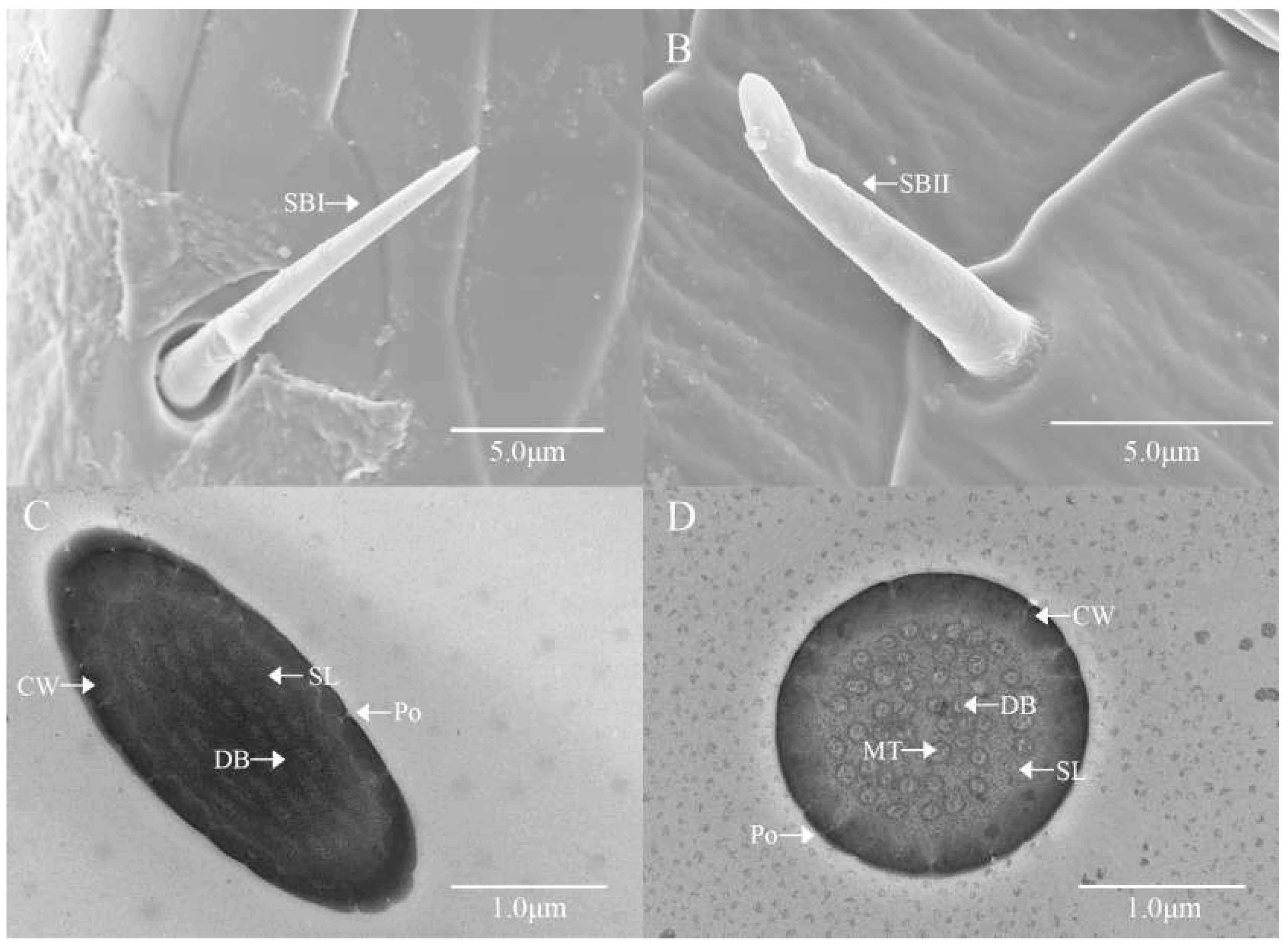 Preprints 155699 g006