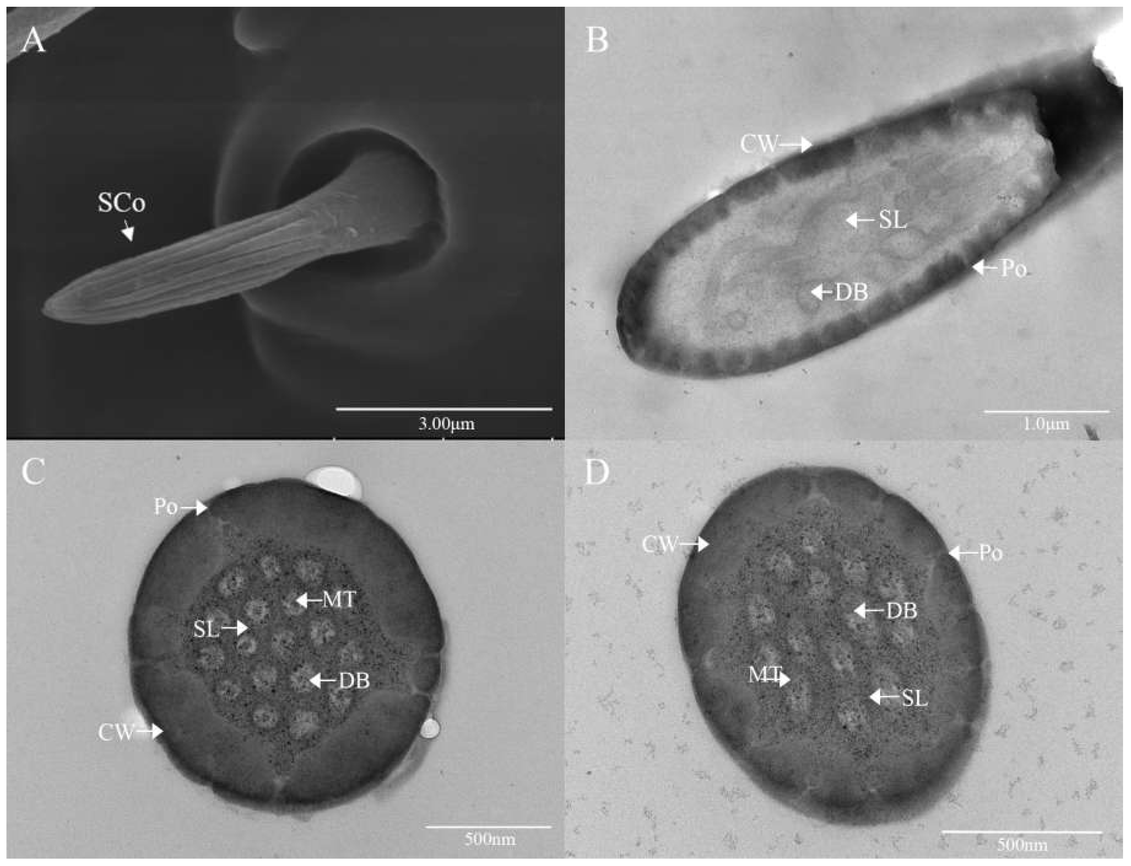 Preprints 155699 g007