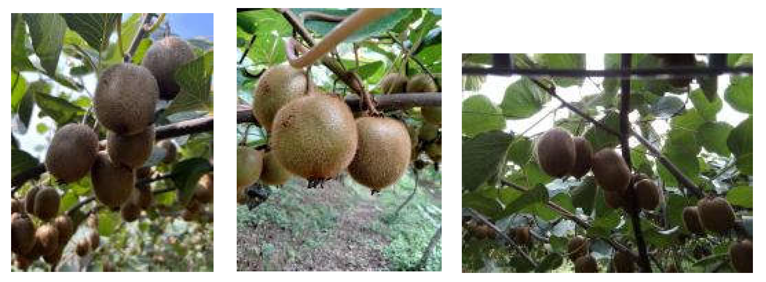 Preprints 145304 g011