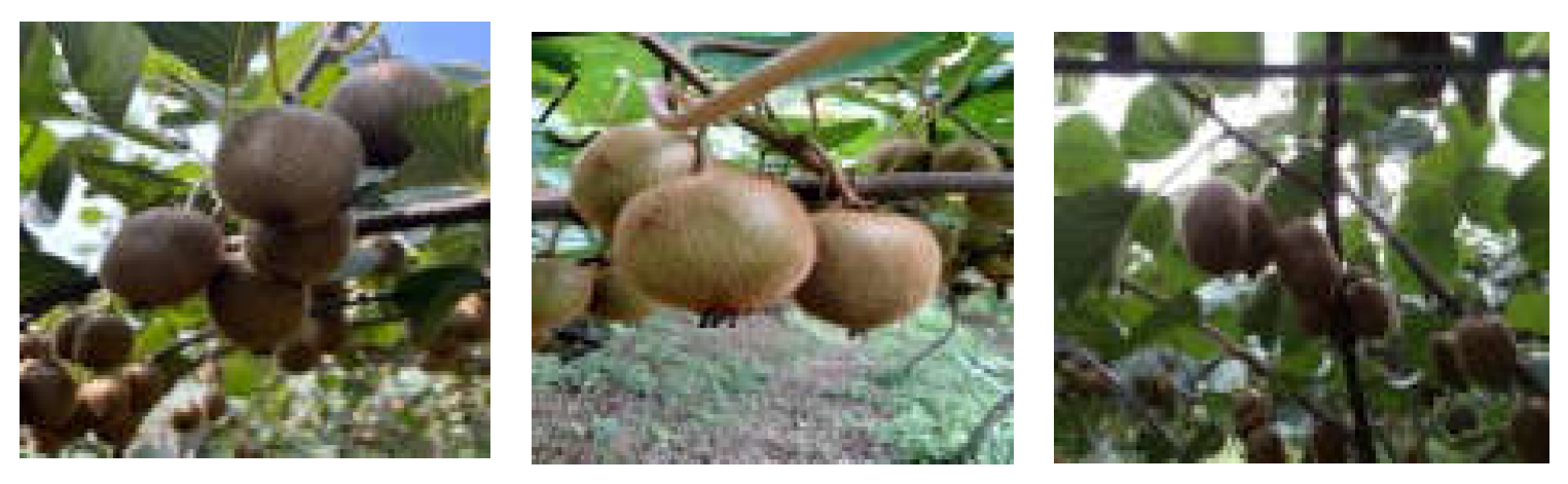 Preprints 145304 g012