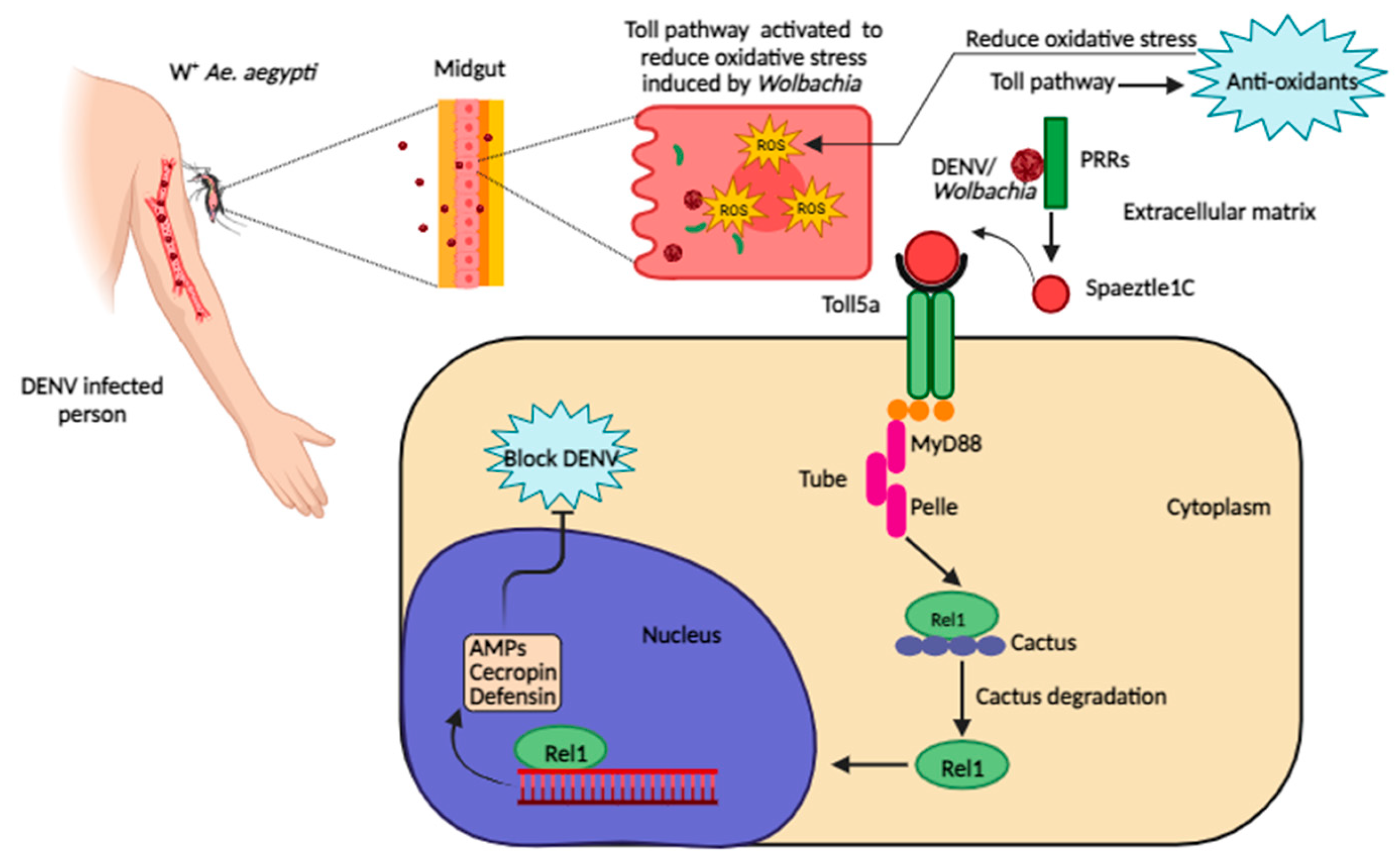 Preprints 95554 g003