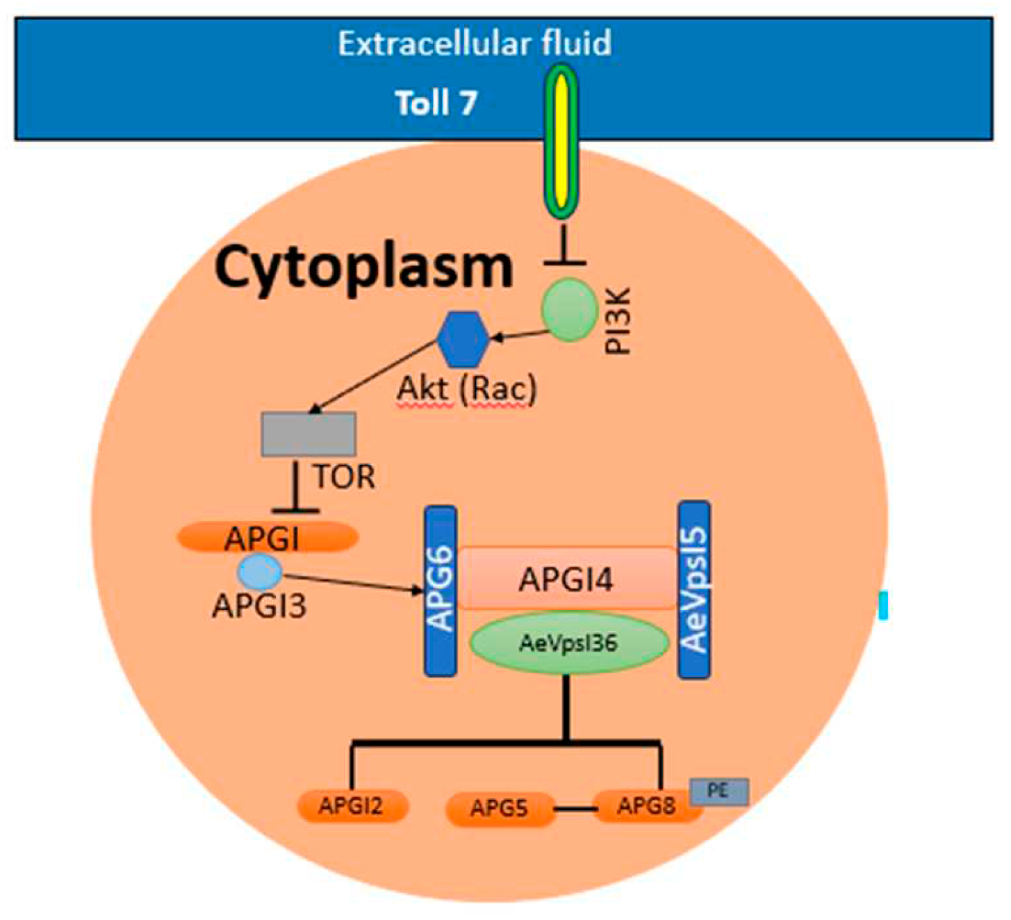 Preprints 95554 g004