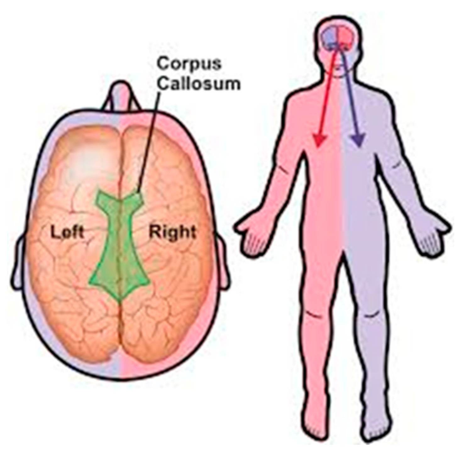 Preprints 146550 g005