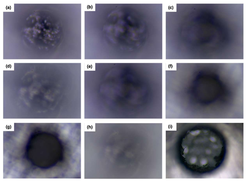 Preprints 217129 g006