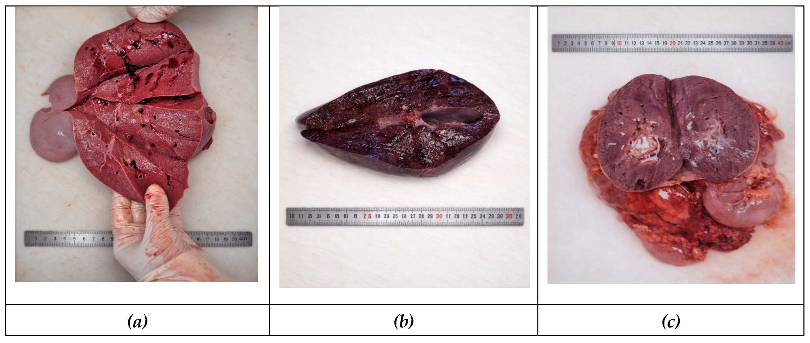 Preprints 205050 g004 Preprints 205050 g004