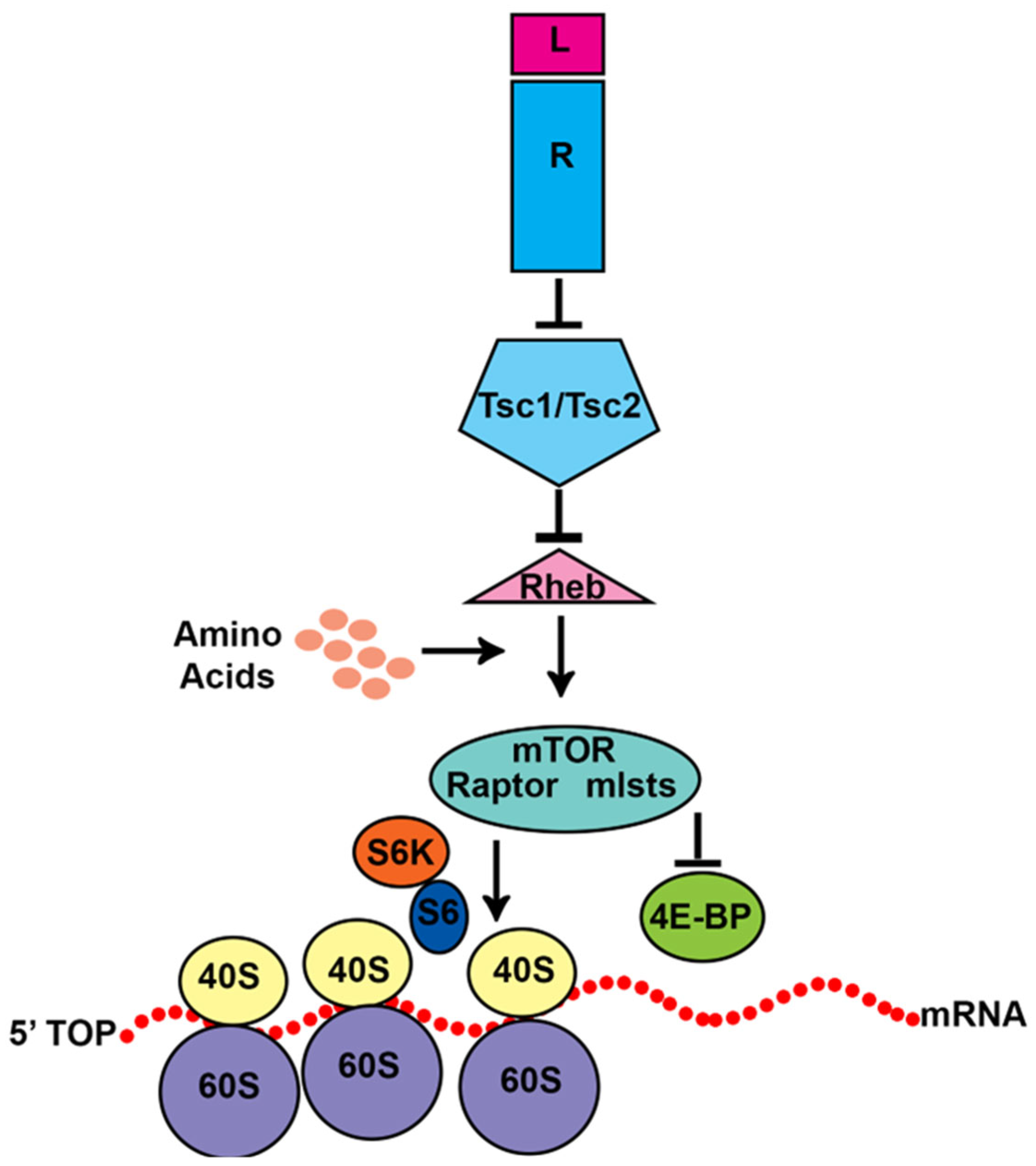 Preprints 152396 g005